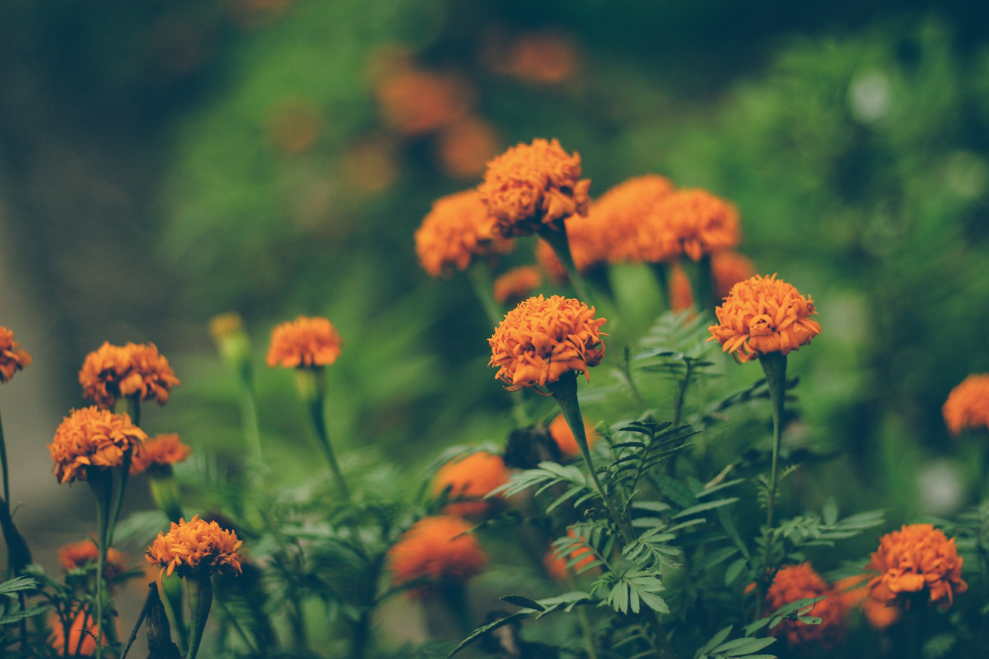 environment ecology green and orange 4k, HD Wallpaper