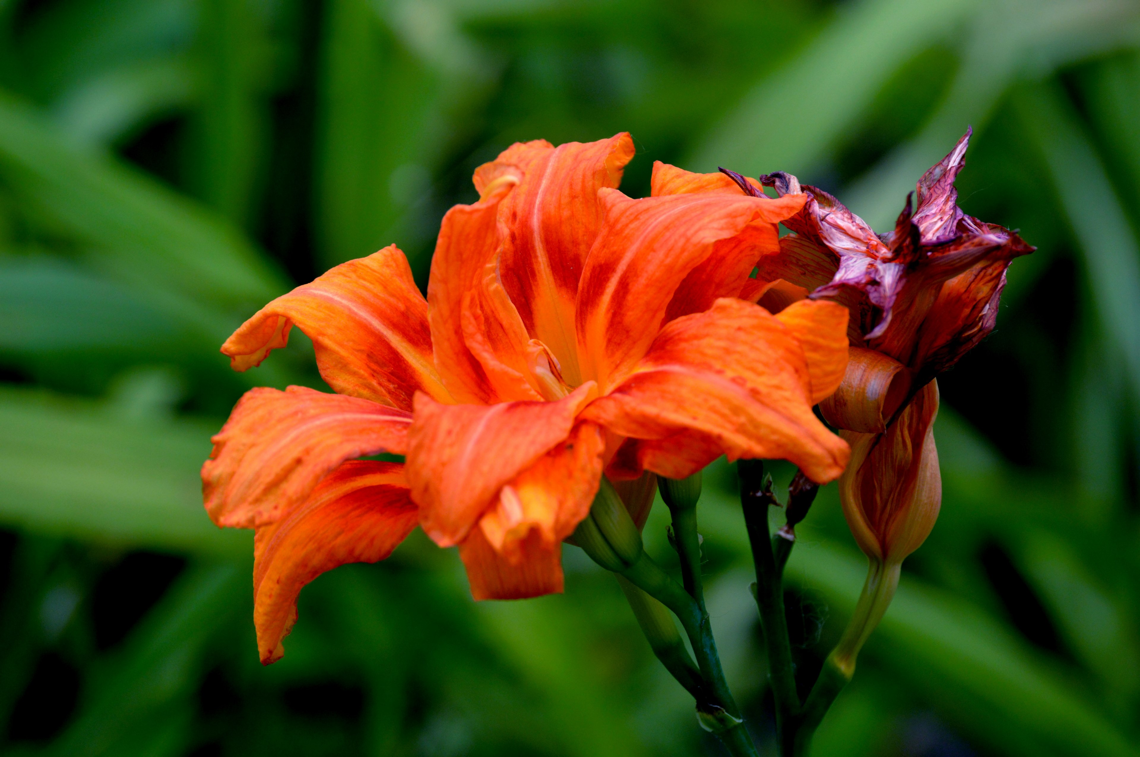 a close up shot of orange flower petals, _orange flower petals 4k, HD Wallpaper