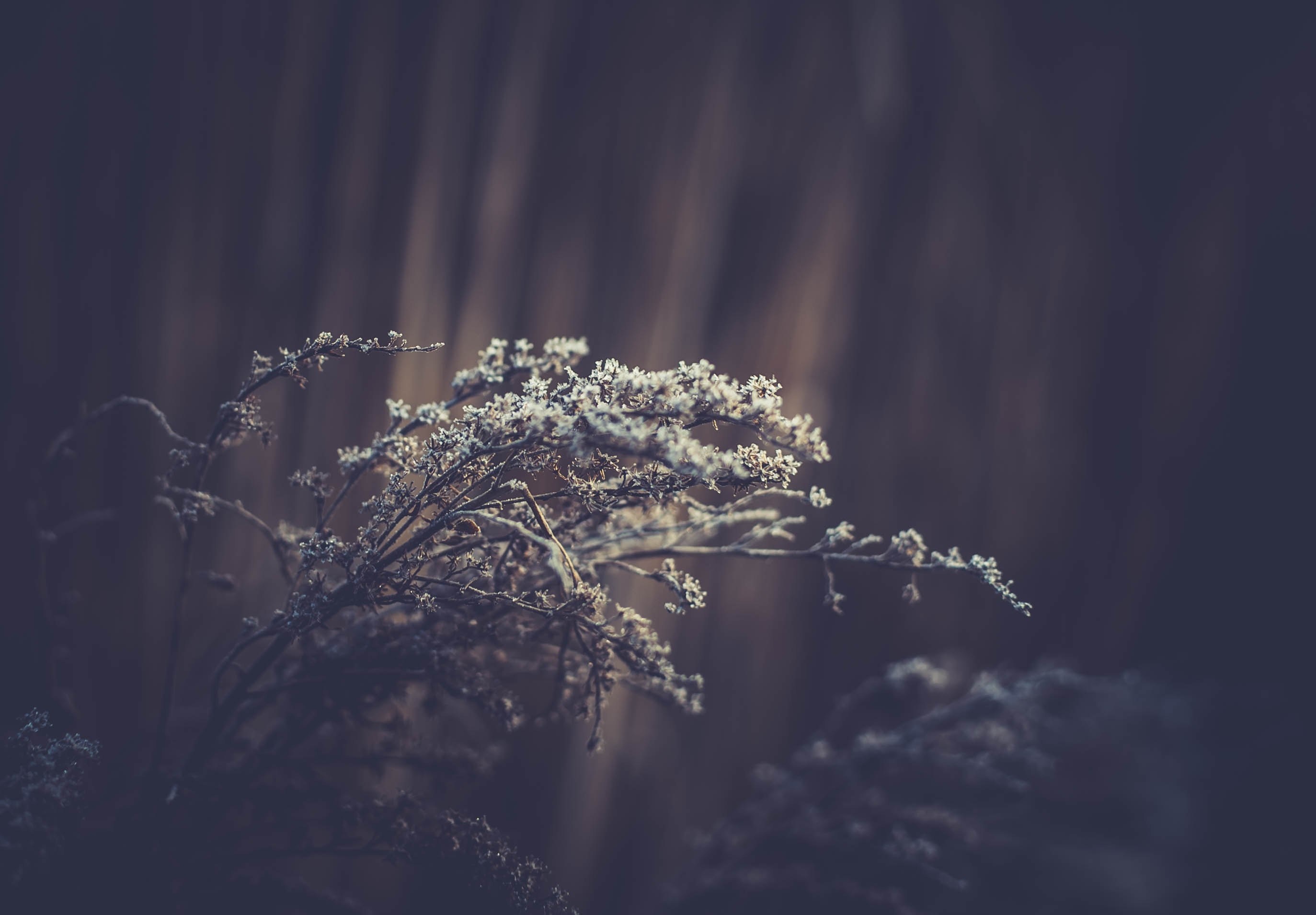 white flowered branches of a shrub against a blurry dark background, white shrub on a blurry background 4k, HD Wallpaper