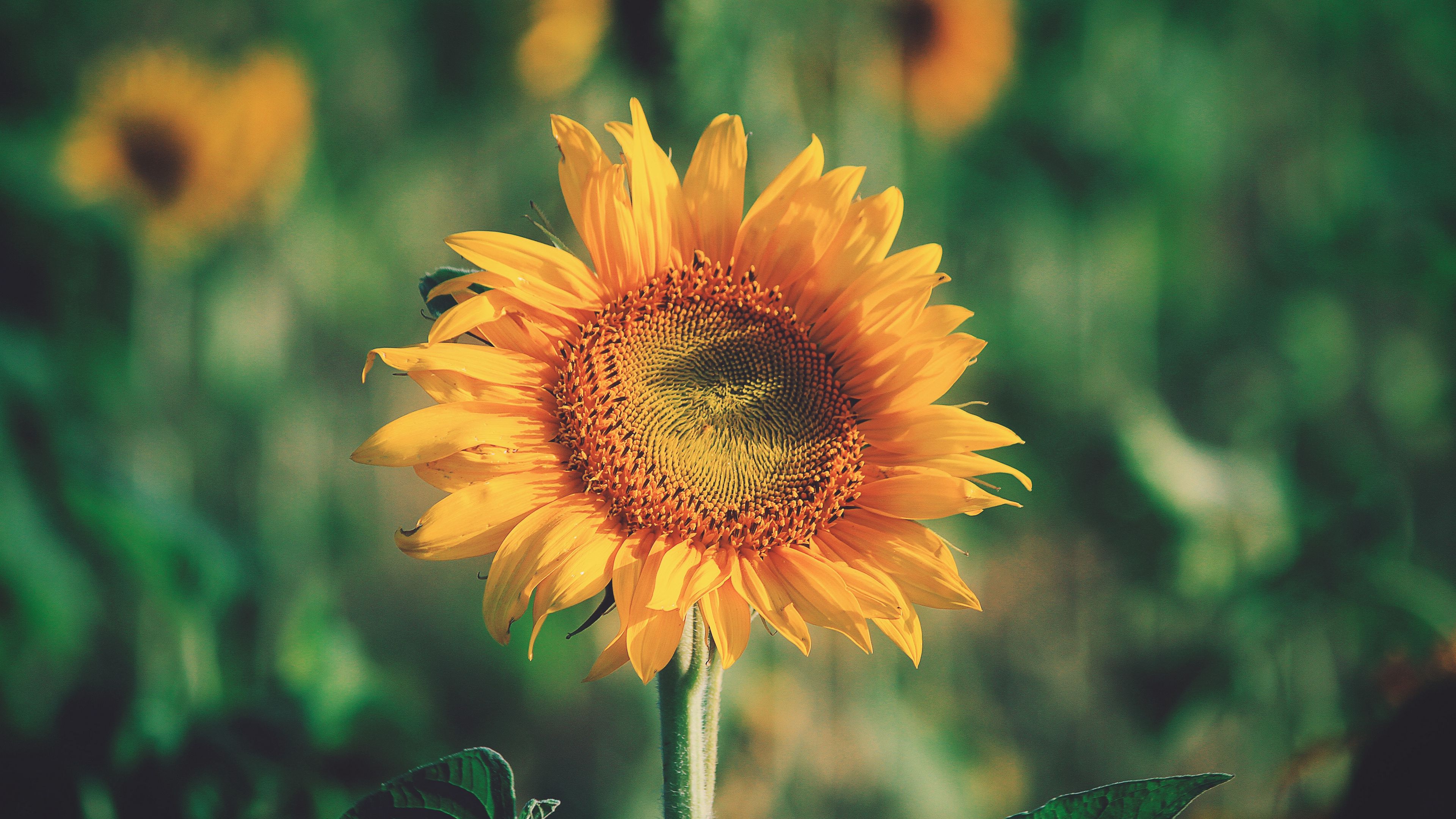 sunflower, bud, petals, flower, 4k, HD Wallpaper