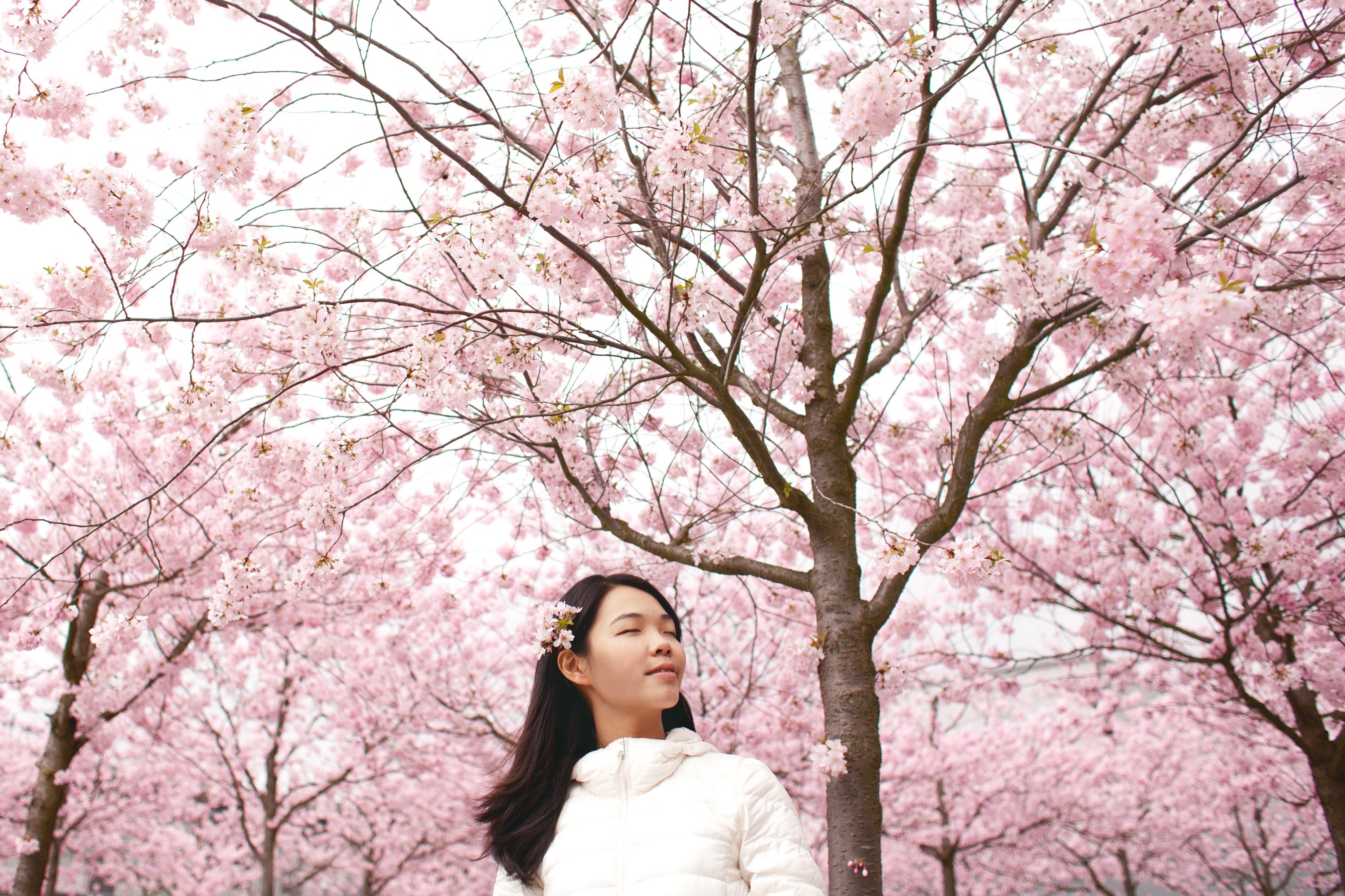 woman with closed eyes and flowers in her hair stands among cherry blossom trees in cottbus, woman in cherry blossoms 4k, HD Wallpaper