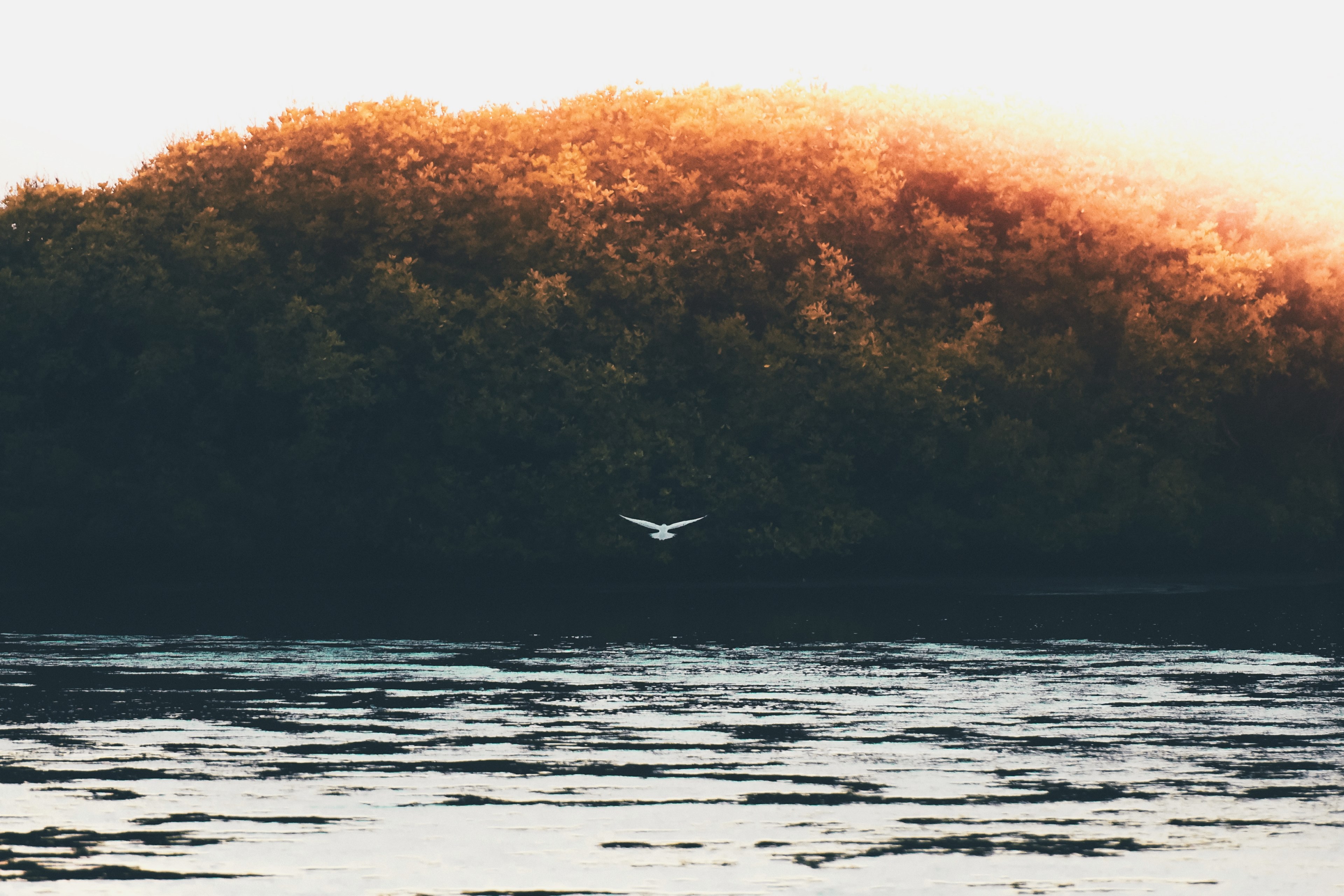 birds of addu city 4k, HD Wallpaper