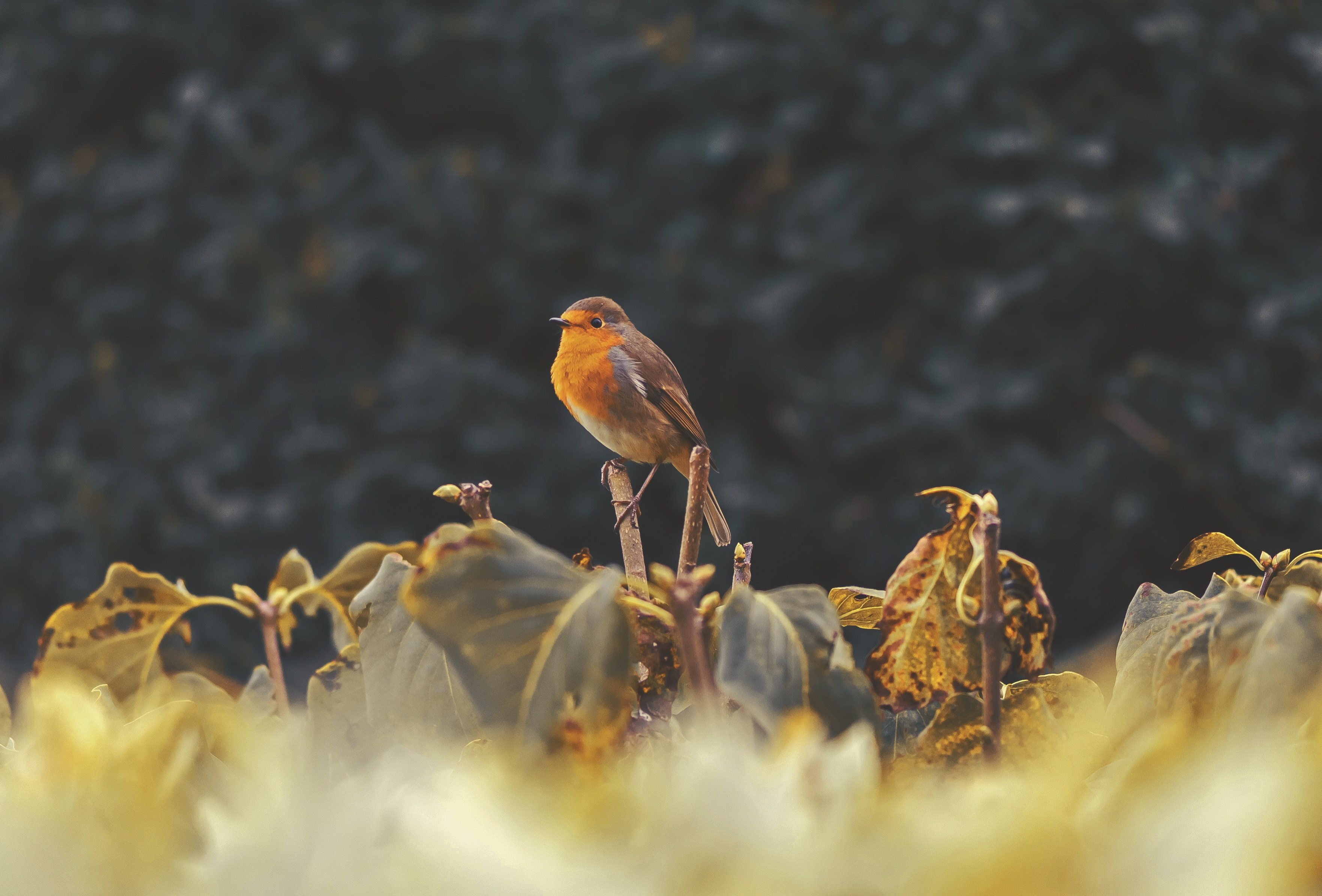 wild bird perched on leafy plants in a field, wild bird 4k, HD Wallpaper