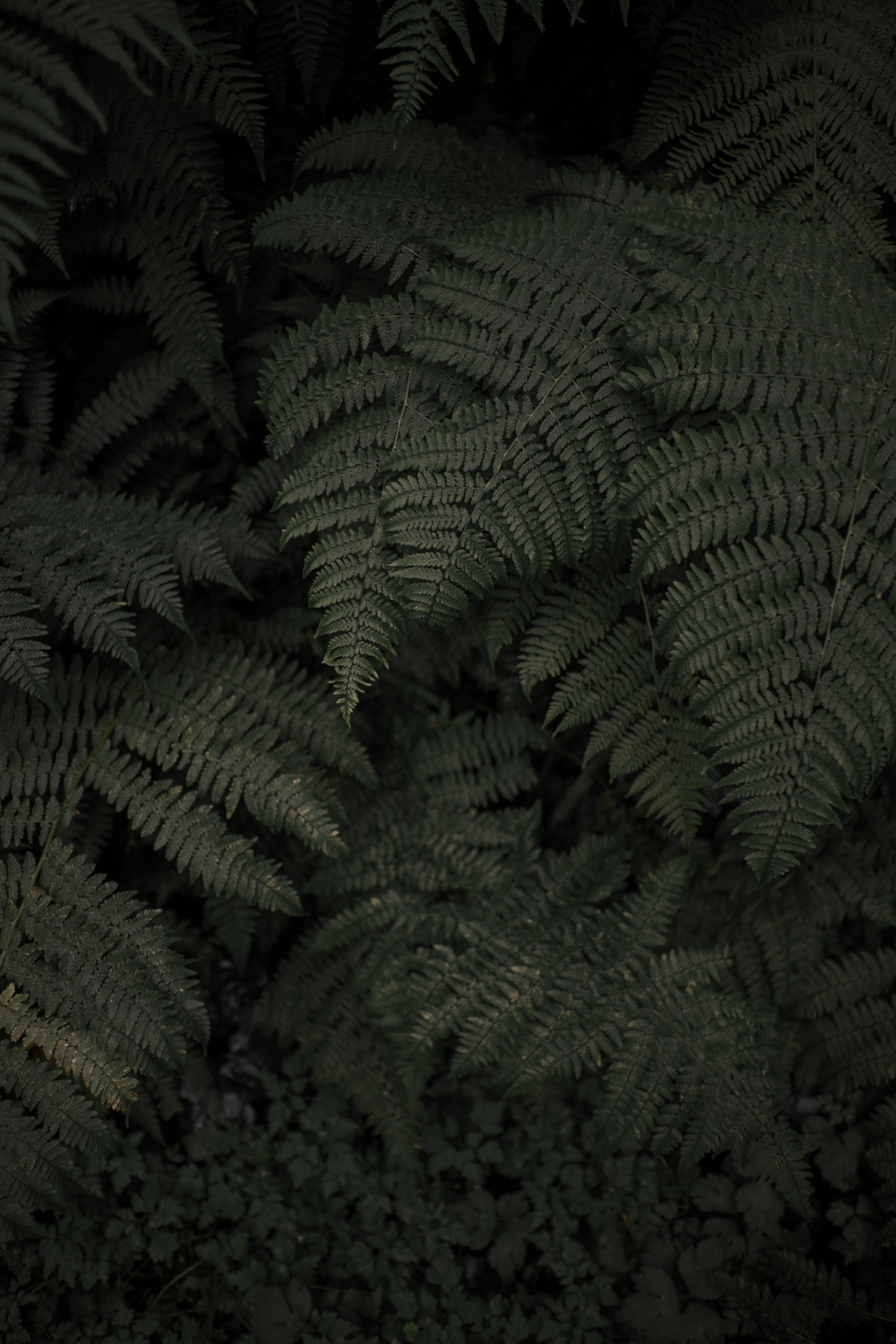 portland oregon dark and wet hd, 4k, Phone HD Wallpaper