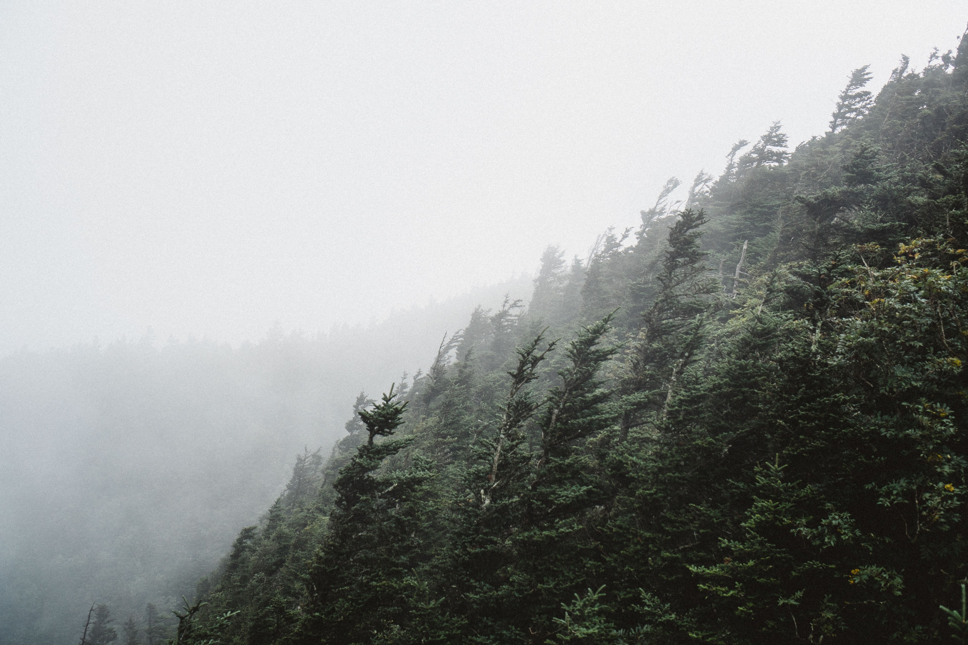 windswept trees on a slope on the appalachian trail, windswept trees on a slope 4k, HD Wallpaper