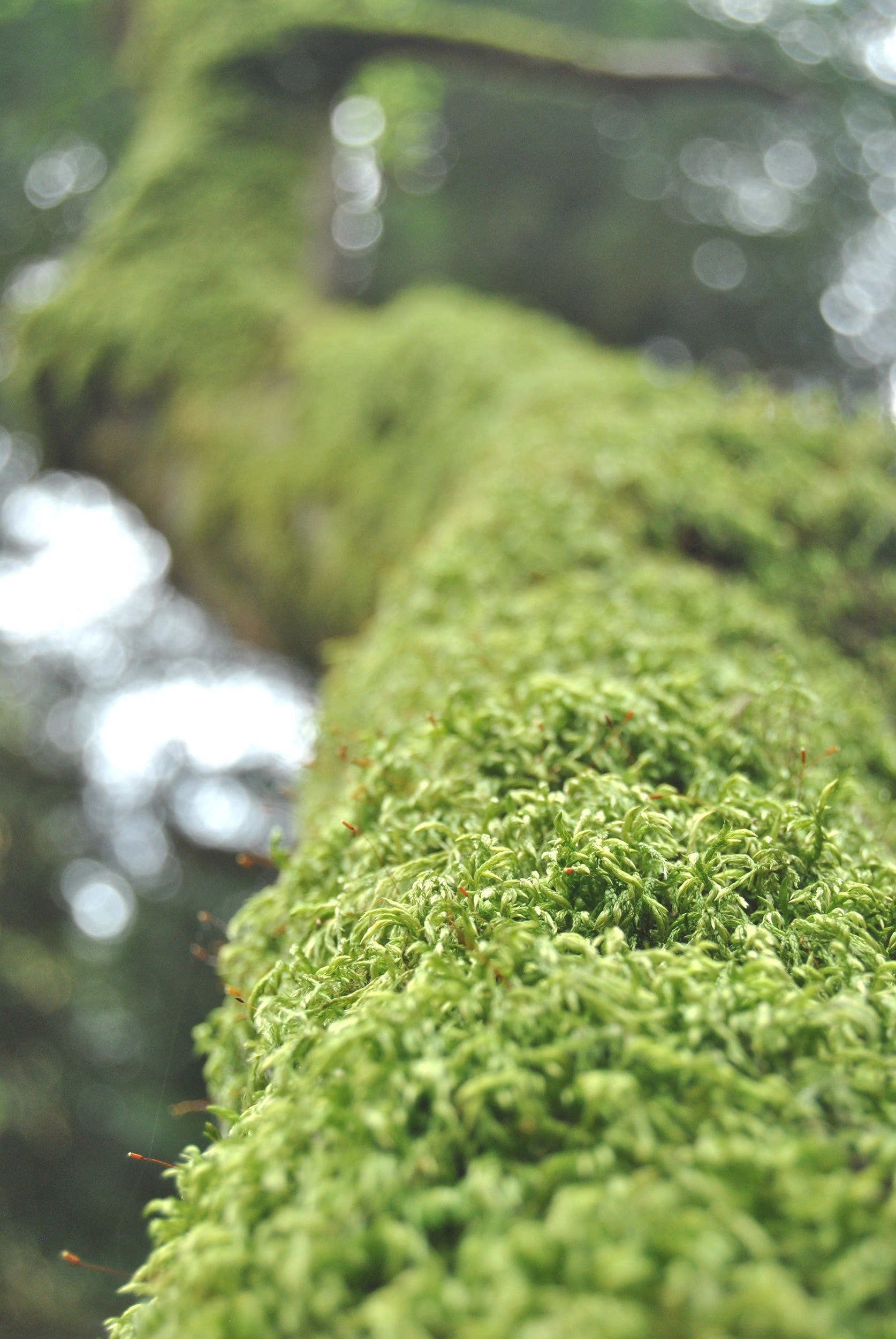nature moss eco and tree hd, 4k, Phone HD Wallpaper