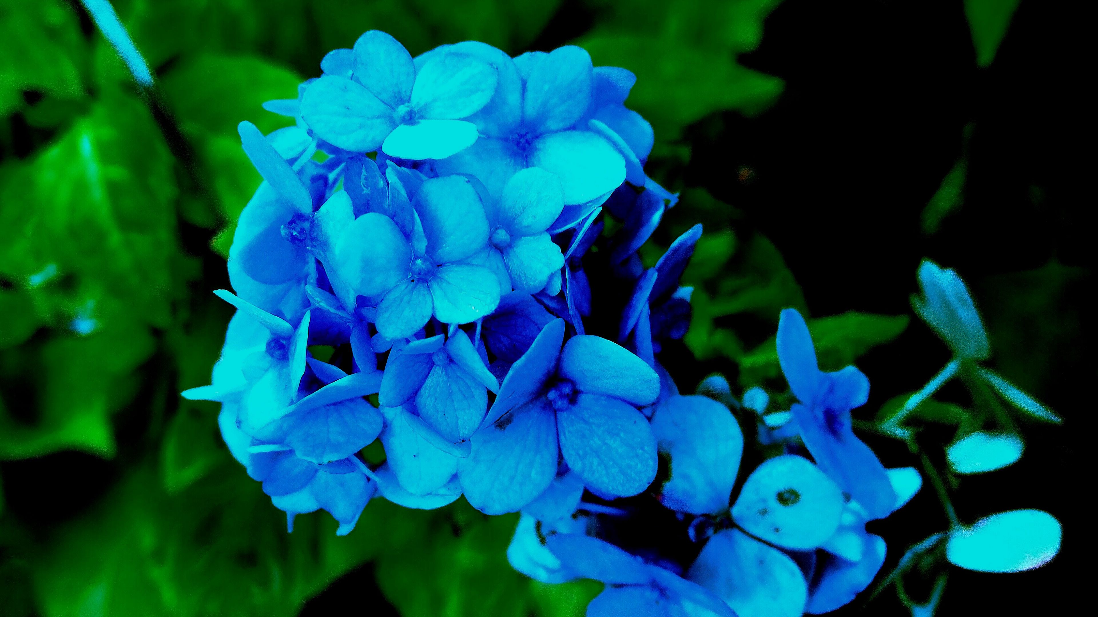 hydrangea, petals, blue, bush, 4k, HD Wallpaper