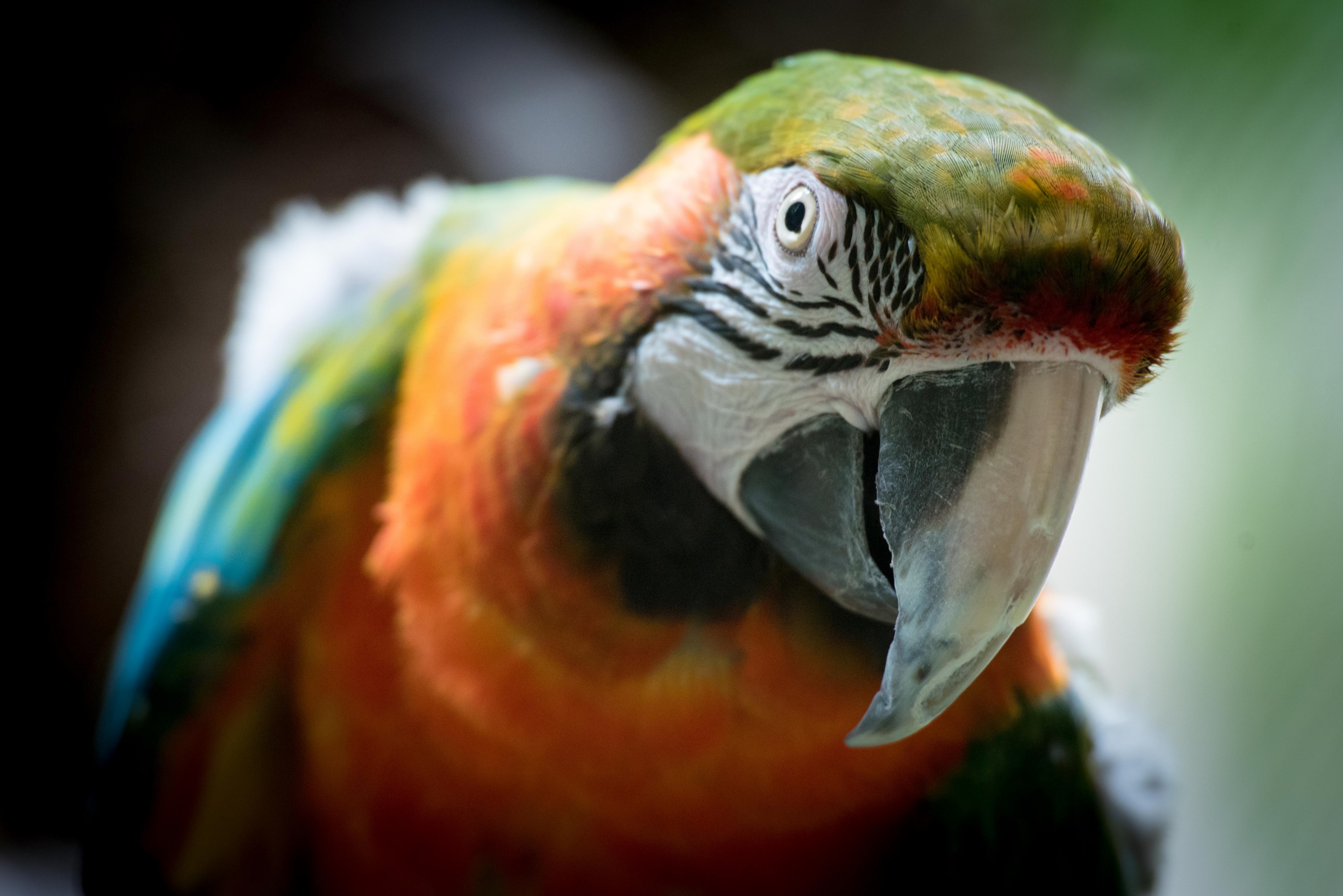 a multicolored parrot leaning forward, curious macaw 4k, HD Wallpaper