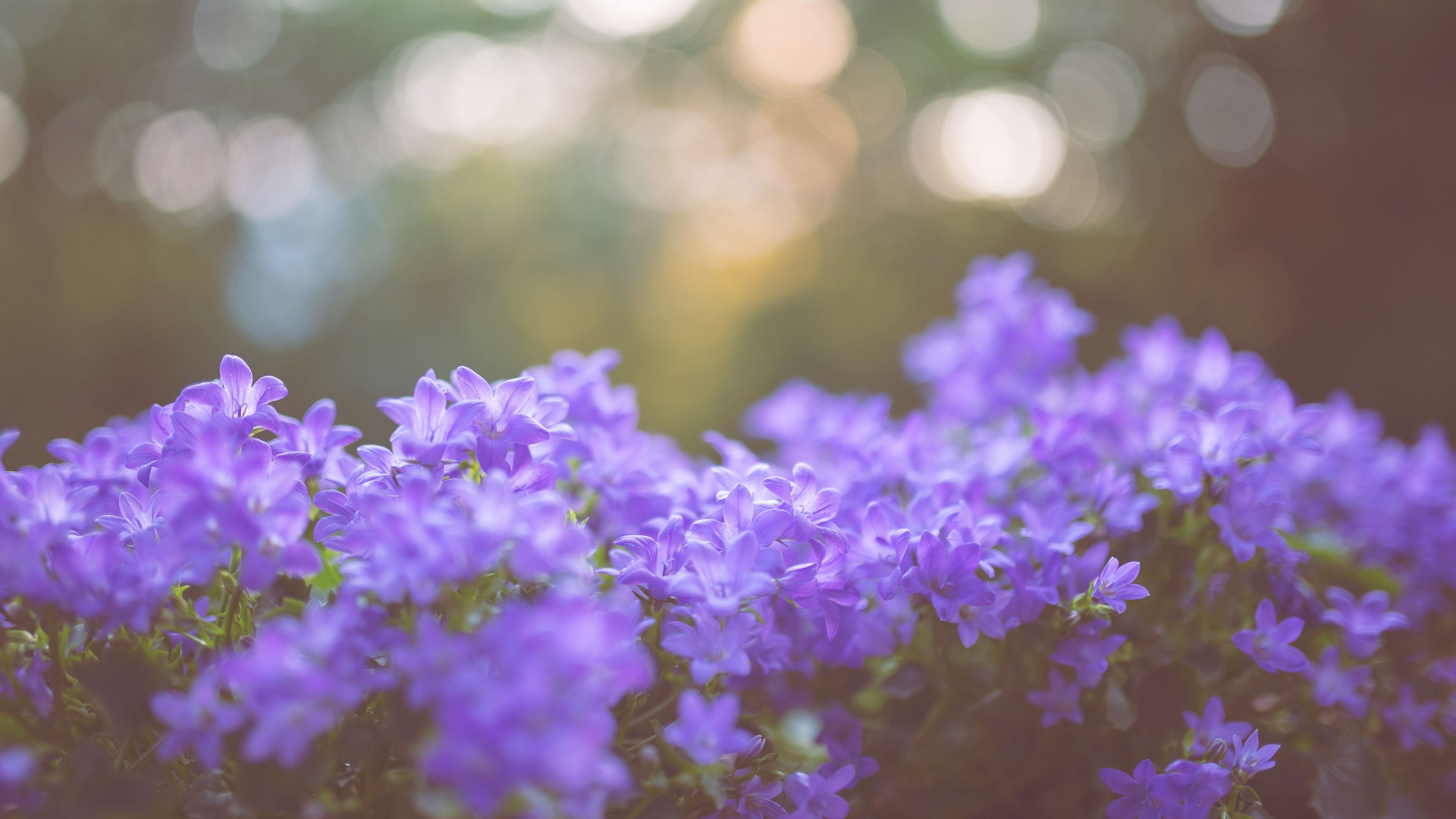 flowers, lilac, blur, 4k, HD Wallpaper