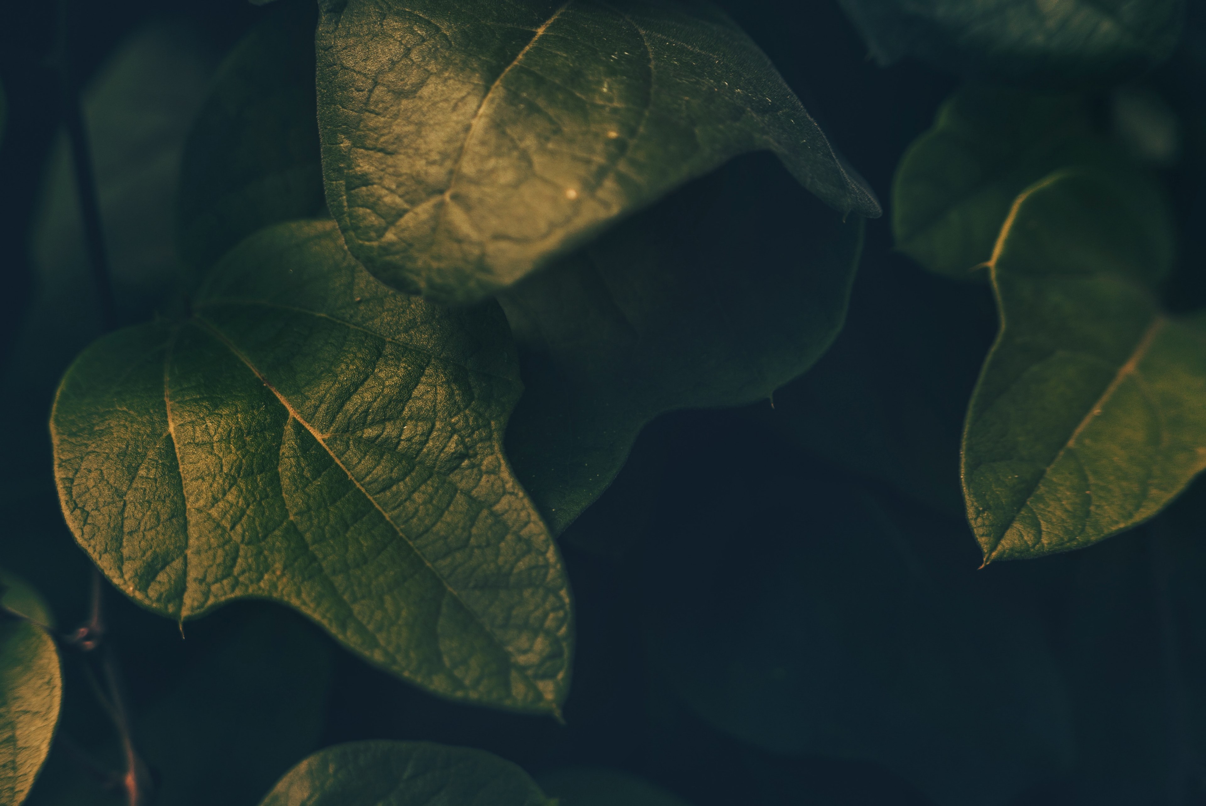 leaf foliage nature and leafe 4k, HD Wallpaper