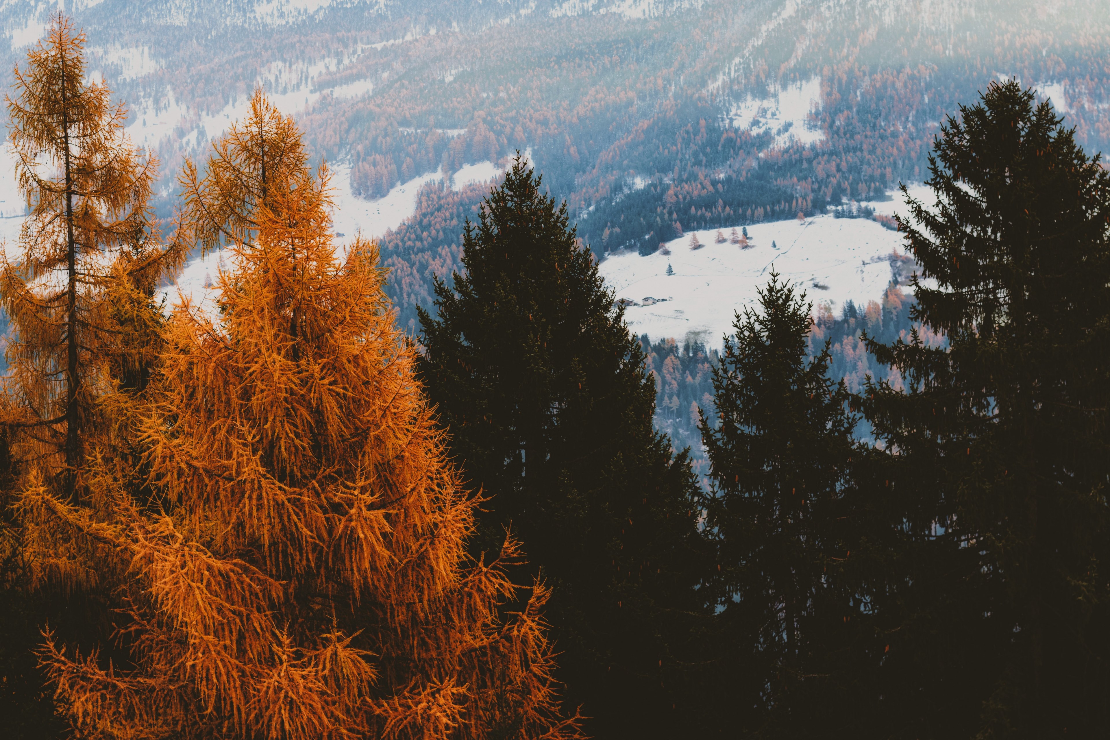 tree woodland forest and landscape 4k, HD Wallpaper
