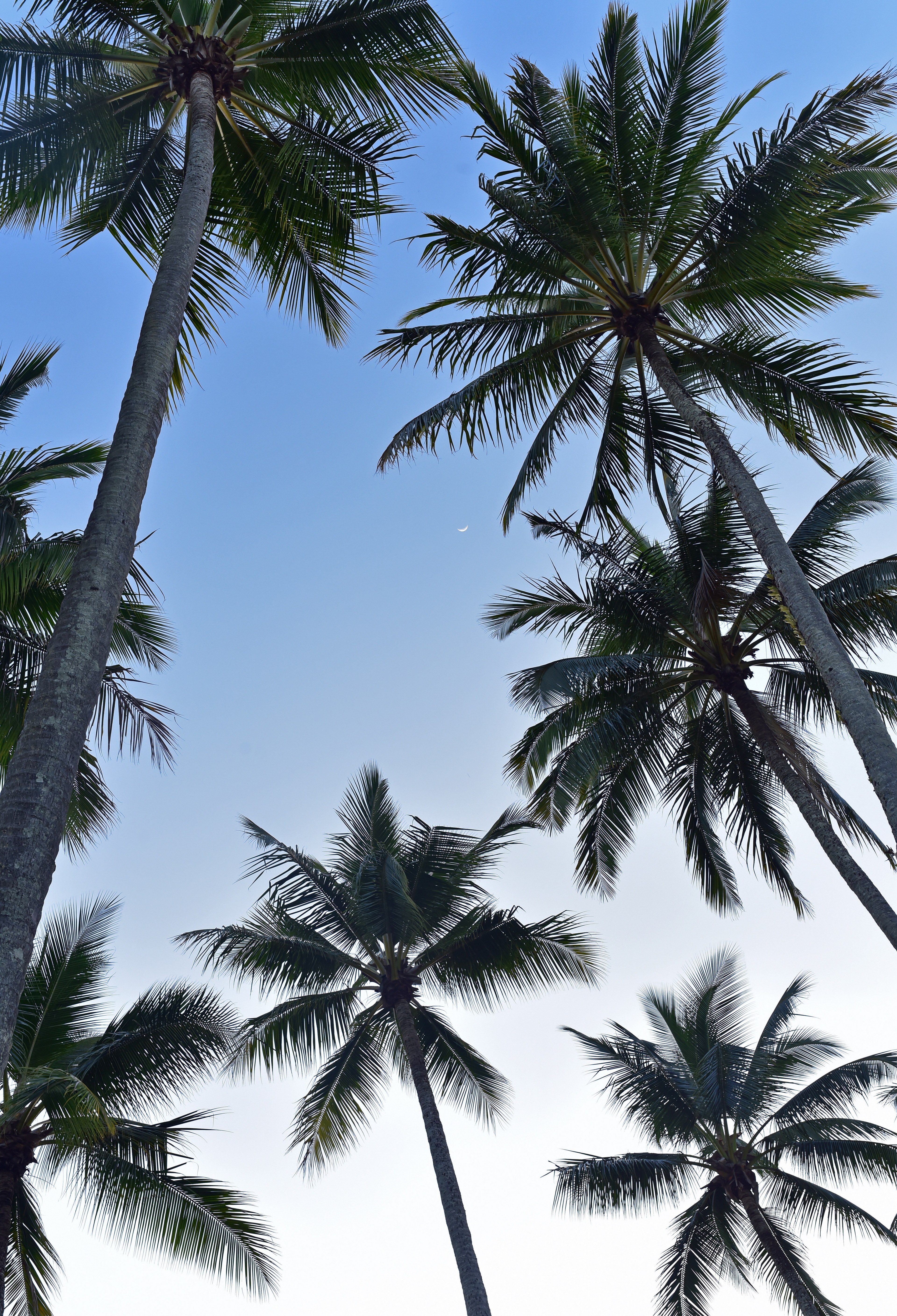 new moon and coconut plams 4k, Phone HD Wallpaper