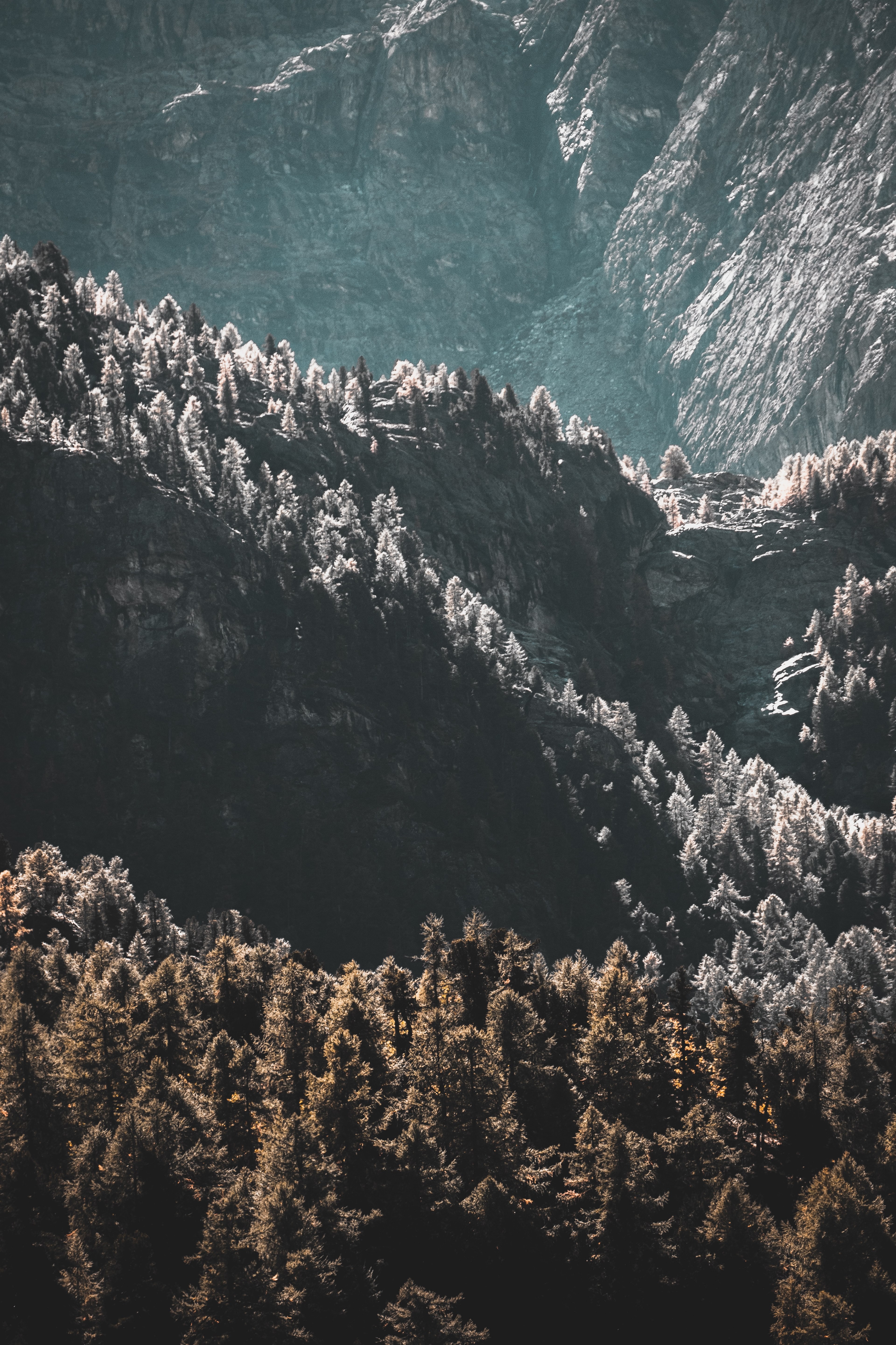 mountain tree forest and woodland hd, 4k, Phone HD Wallpaper