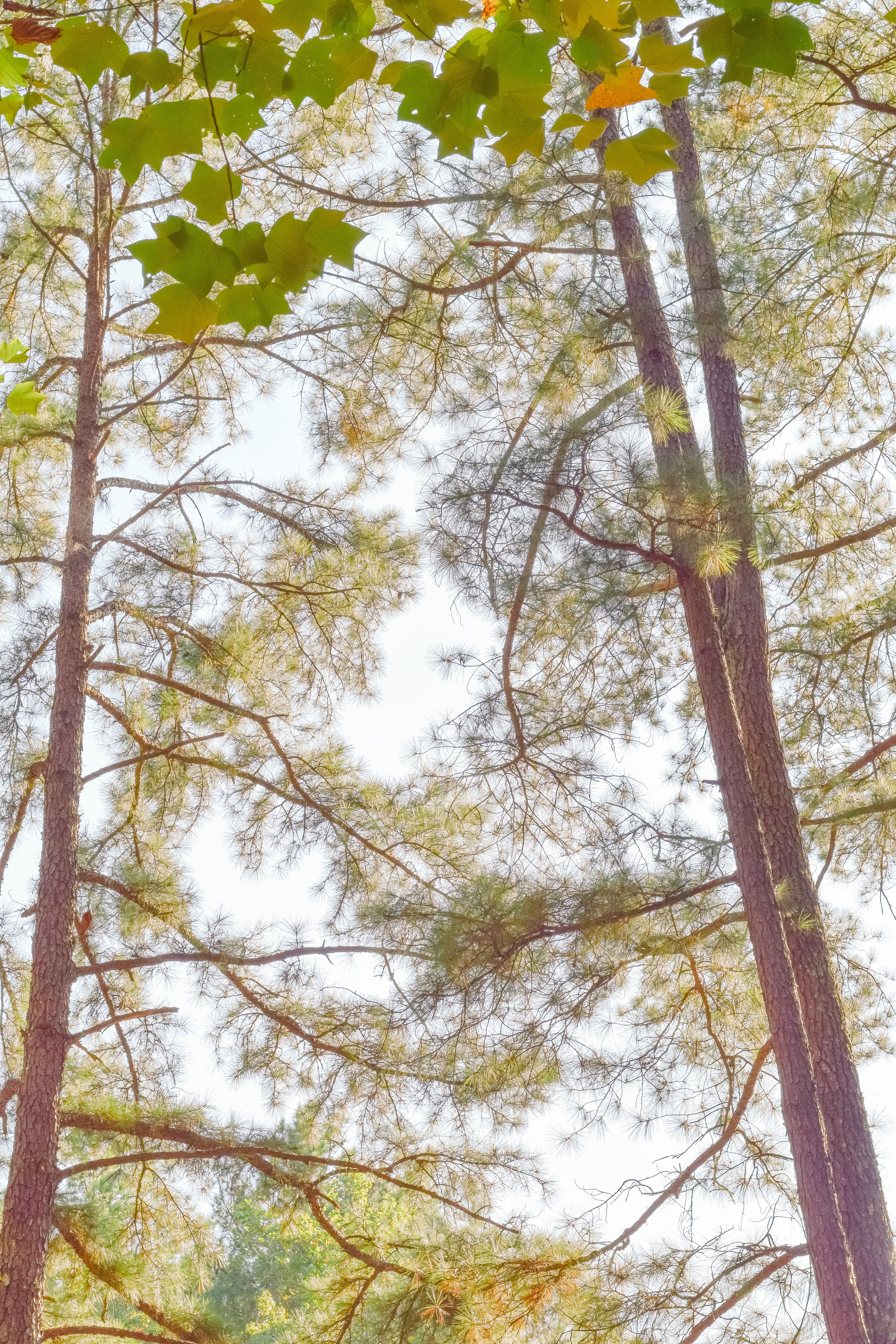 south carolina tree tops 4k, Phone HD Wallpaper