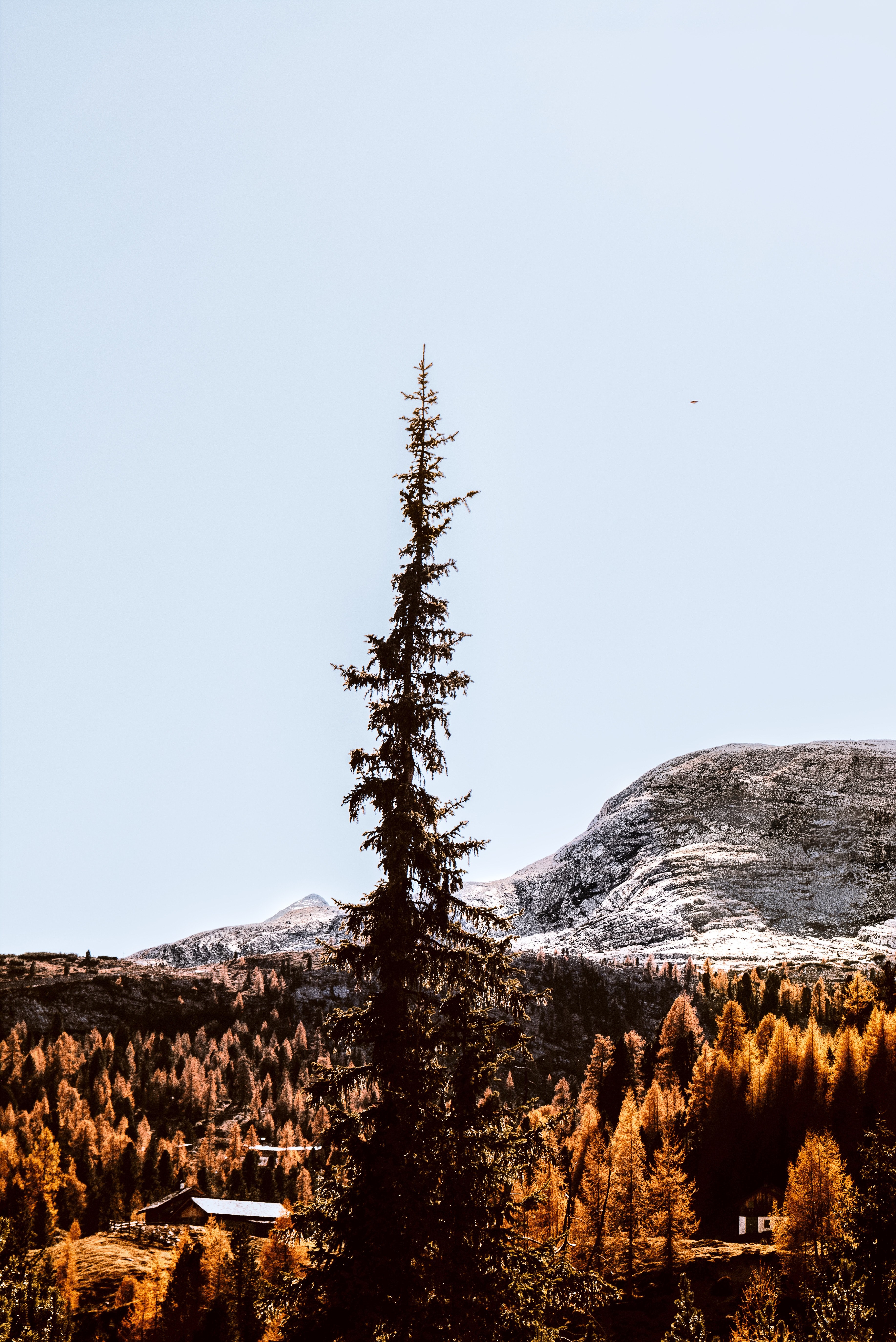 the lonely giant 4k, Phone HD Wallpaper