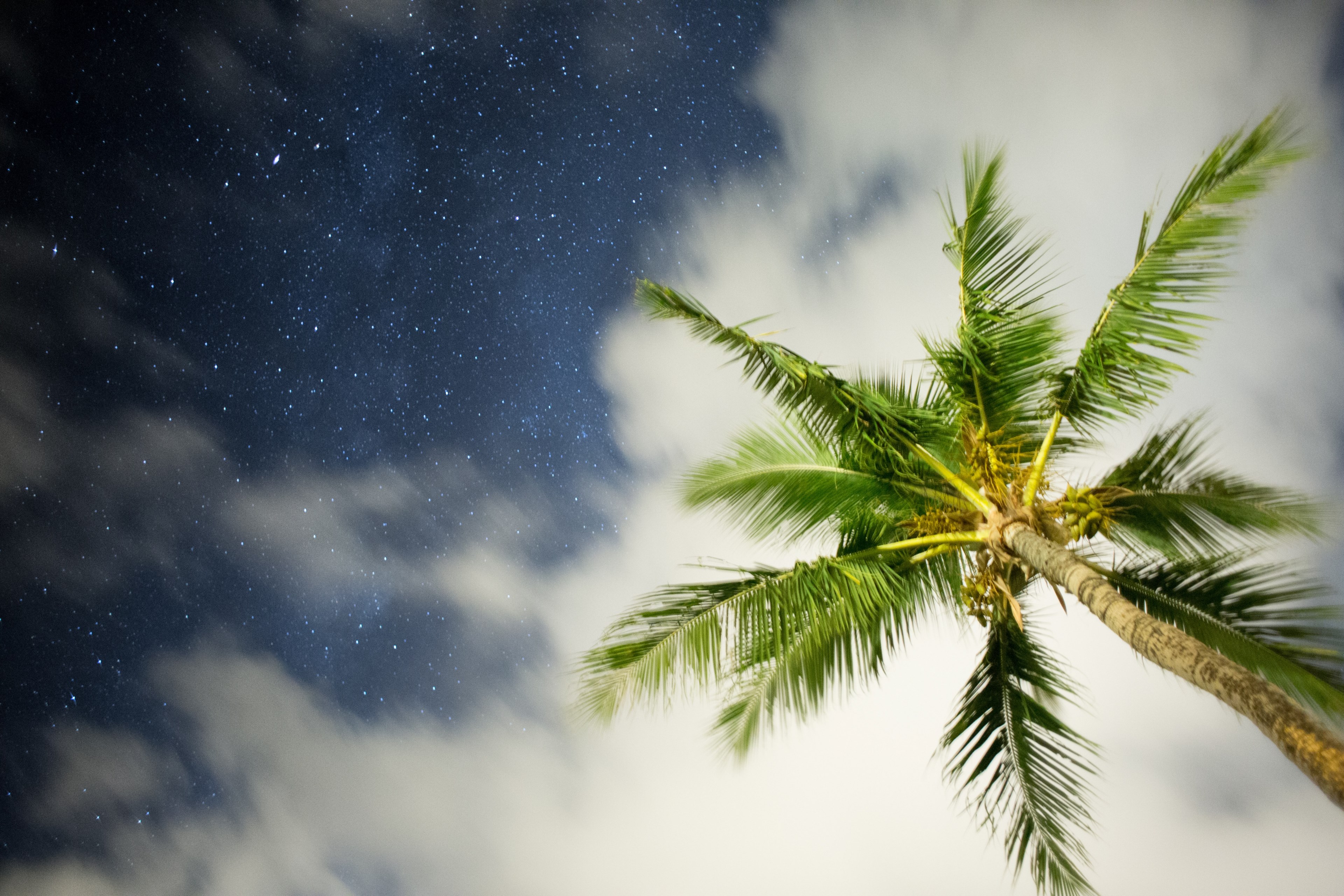 hawaiian nights 4k, HD Wallpaper