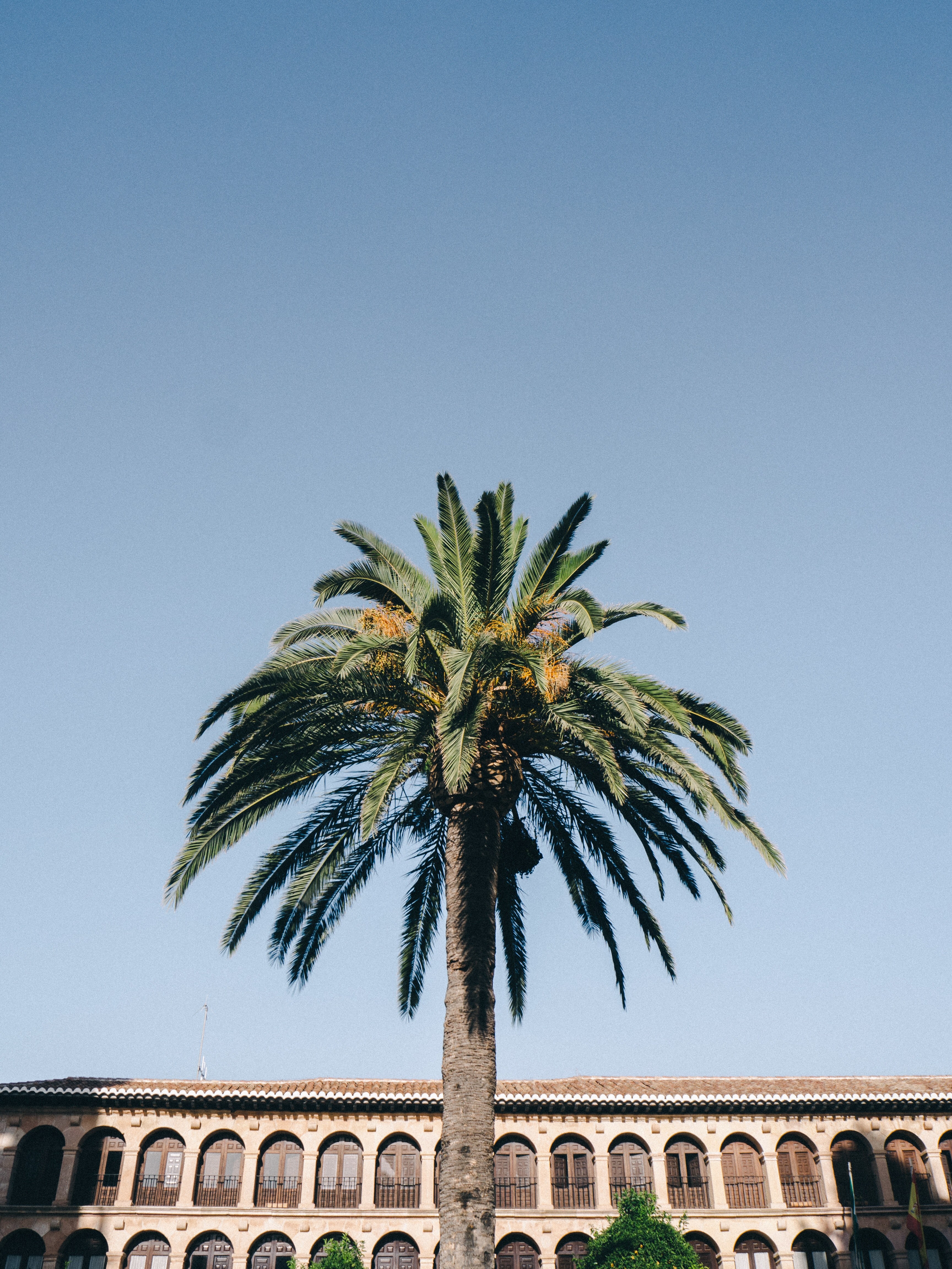 palm tree palm tree and building hd, 4k, Phone HD Wallpaper