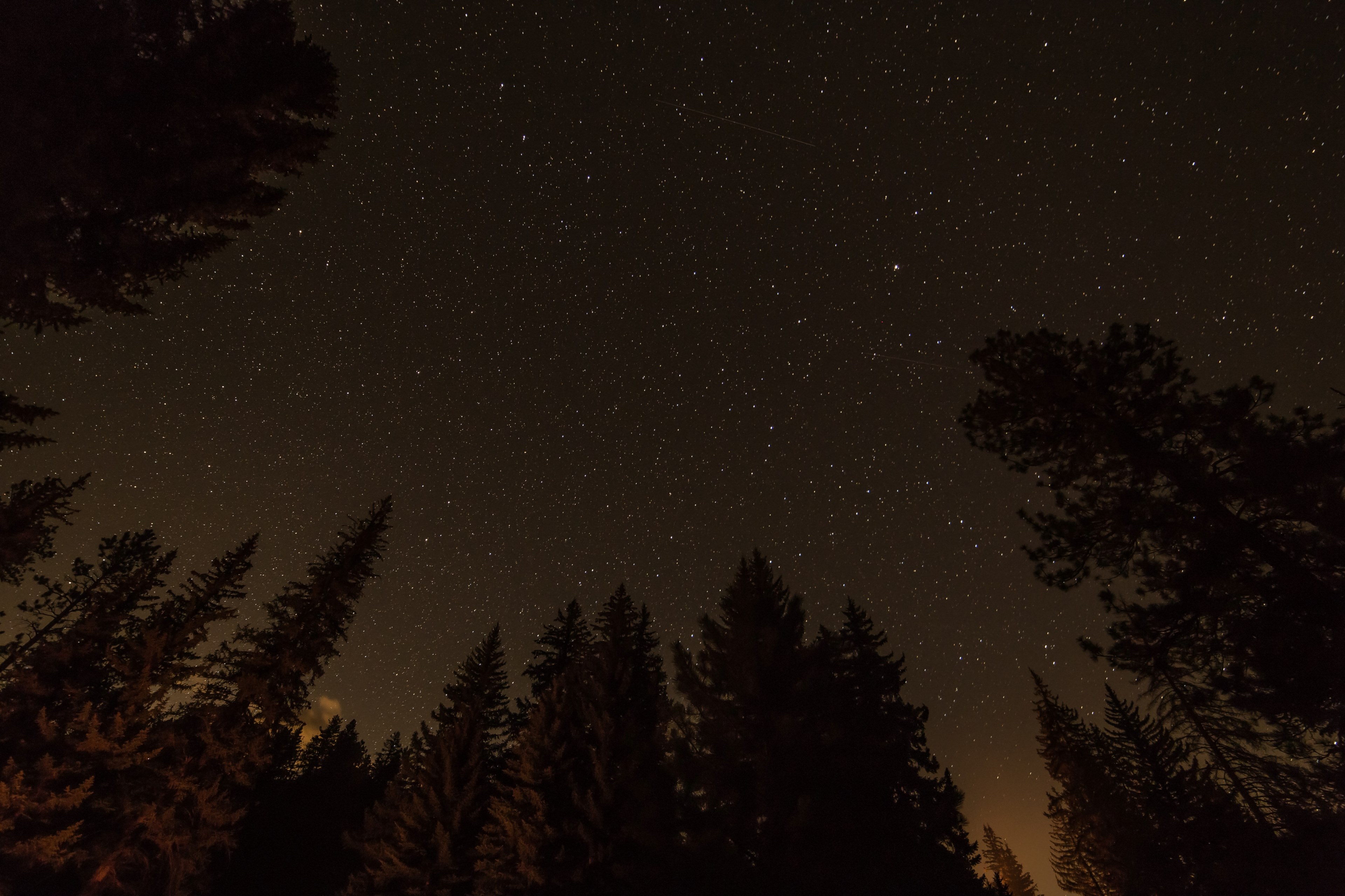 a low angle shot of a starry sky over an evergreen forest, stars over the woods 4k, HD Wallpaper