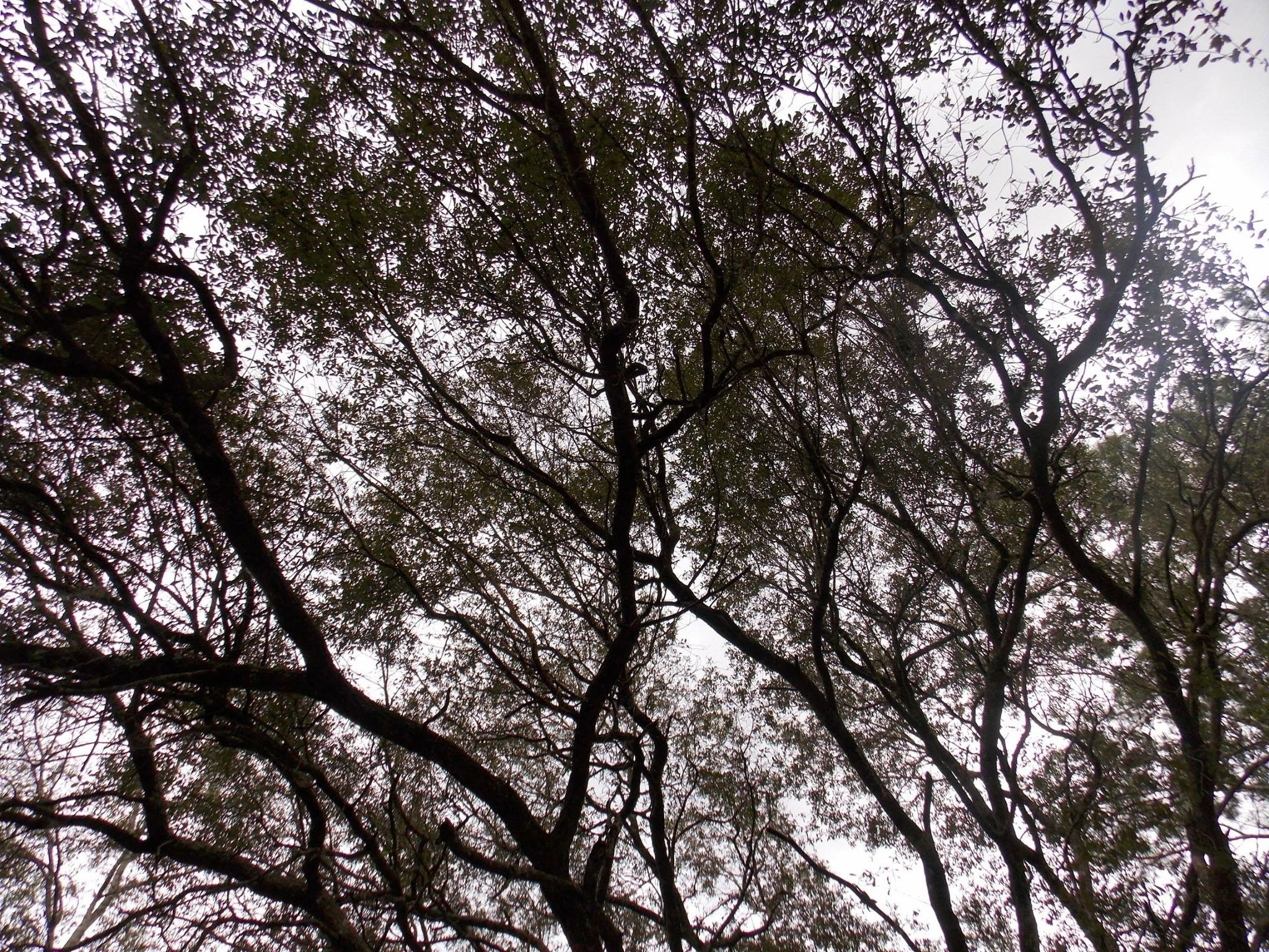 wood outdoor plant and branch 4k, HD Wallpaper
