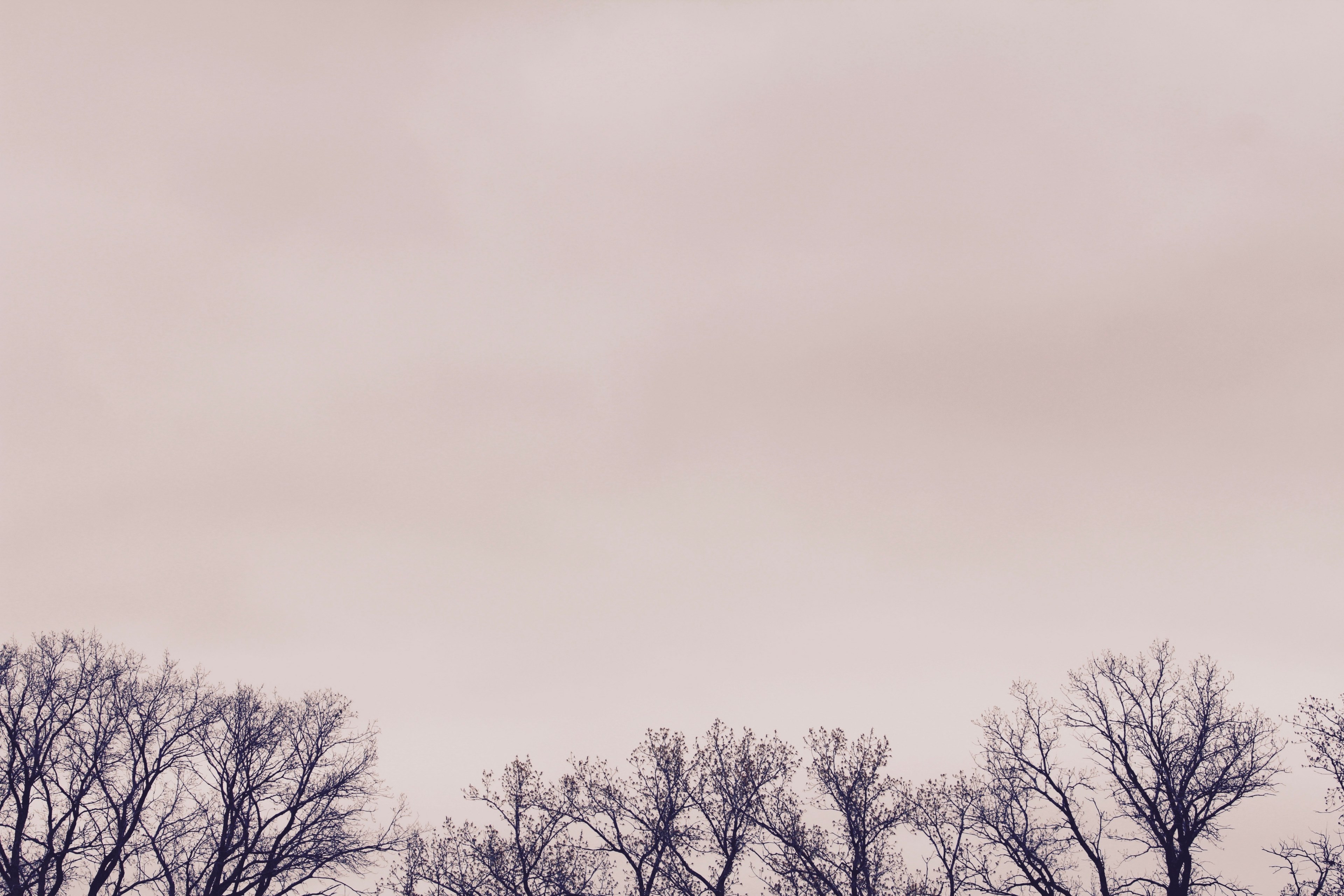 cloud copy space sky and tree 4k, HD Wallpaper