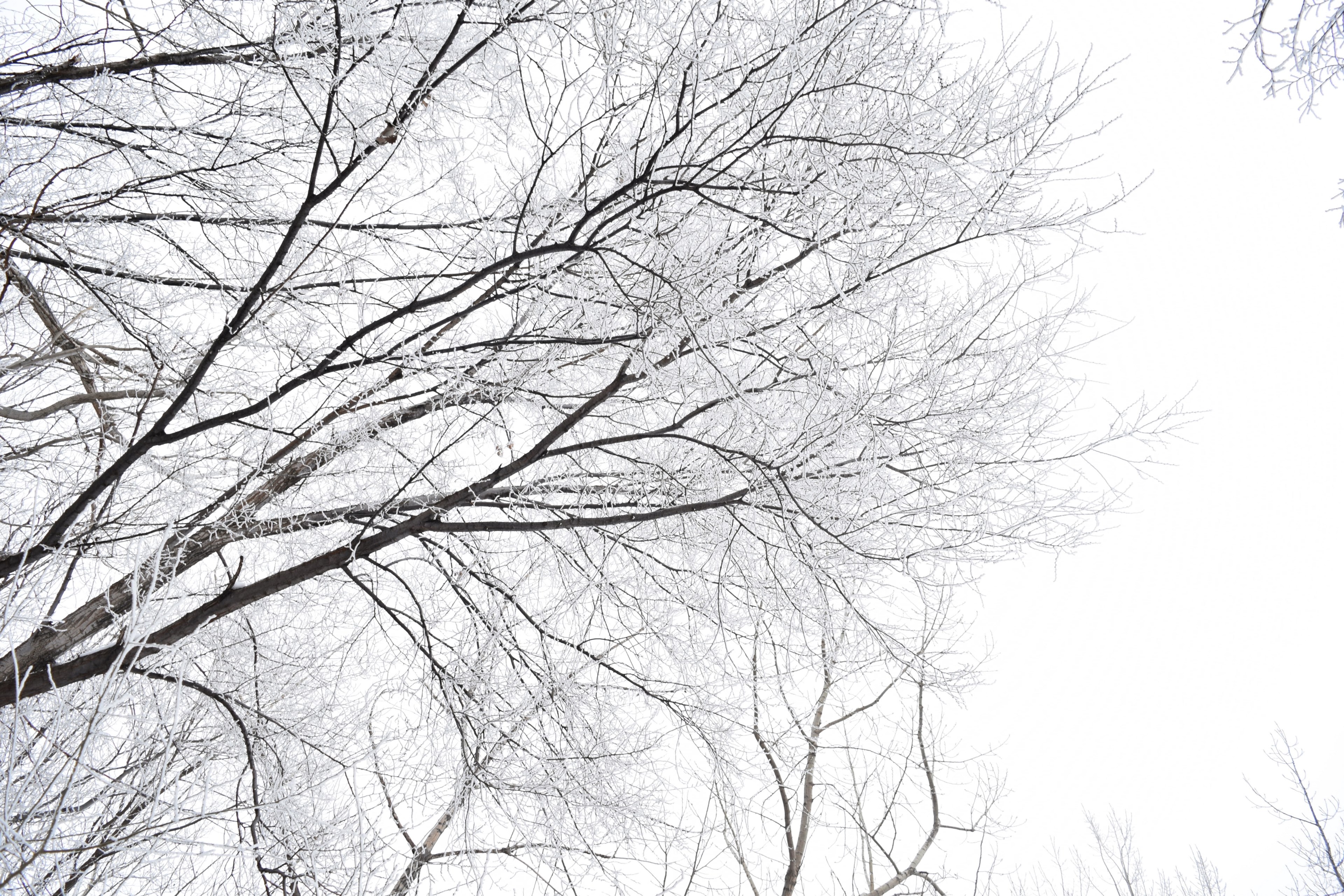 look up or you might miss it 4k, HD Wallpaper