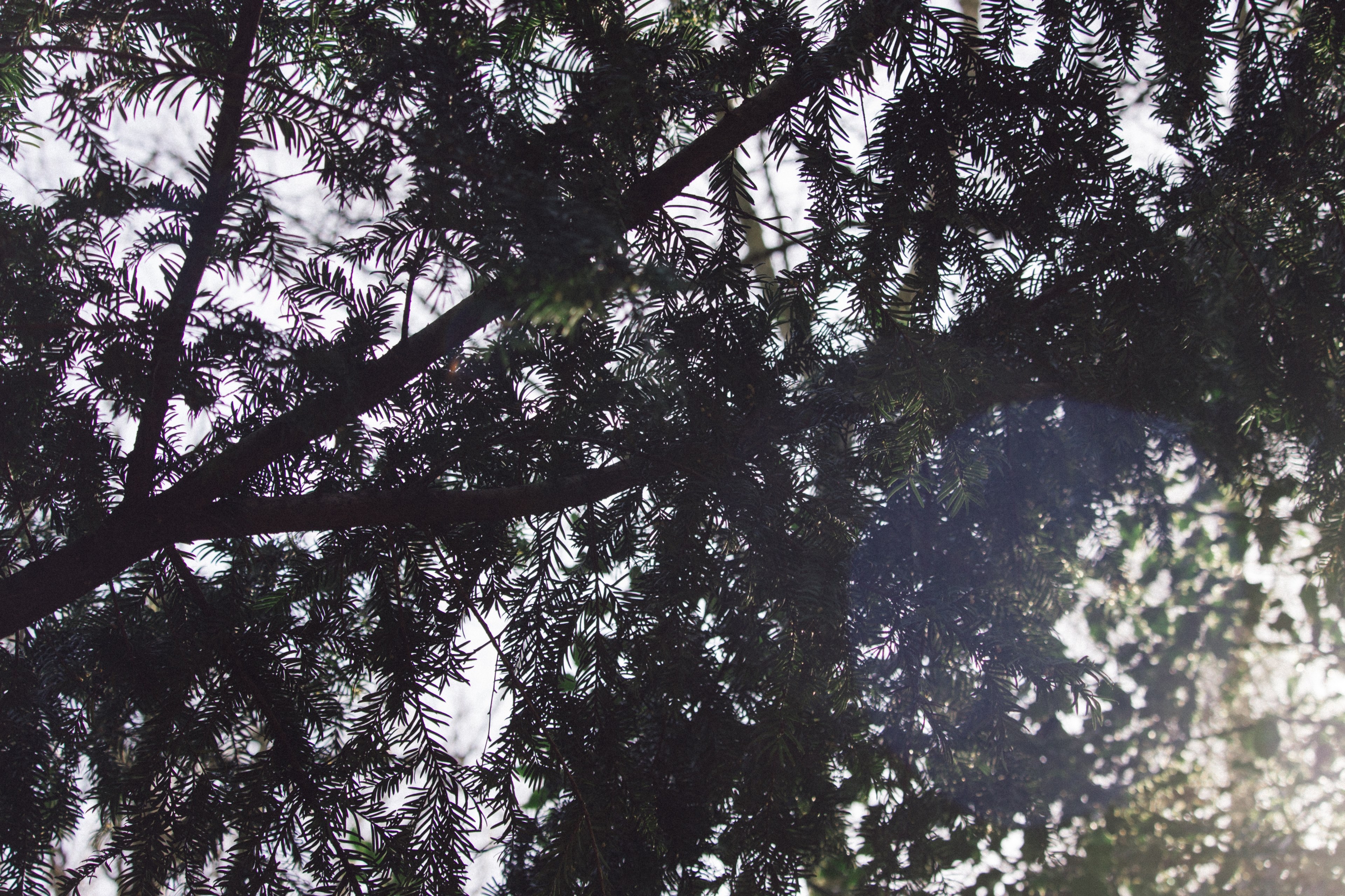 tree branch foliage and fir 4k, HD Wallpaper