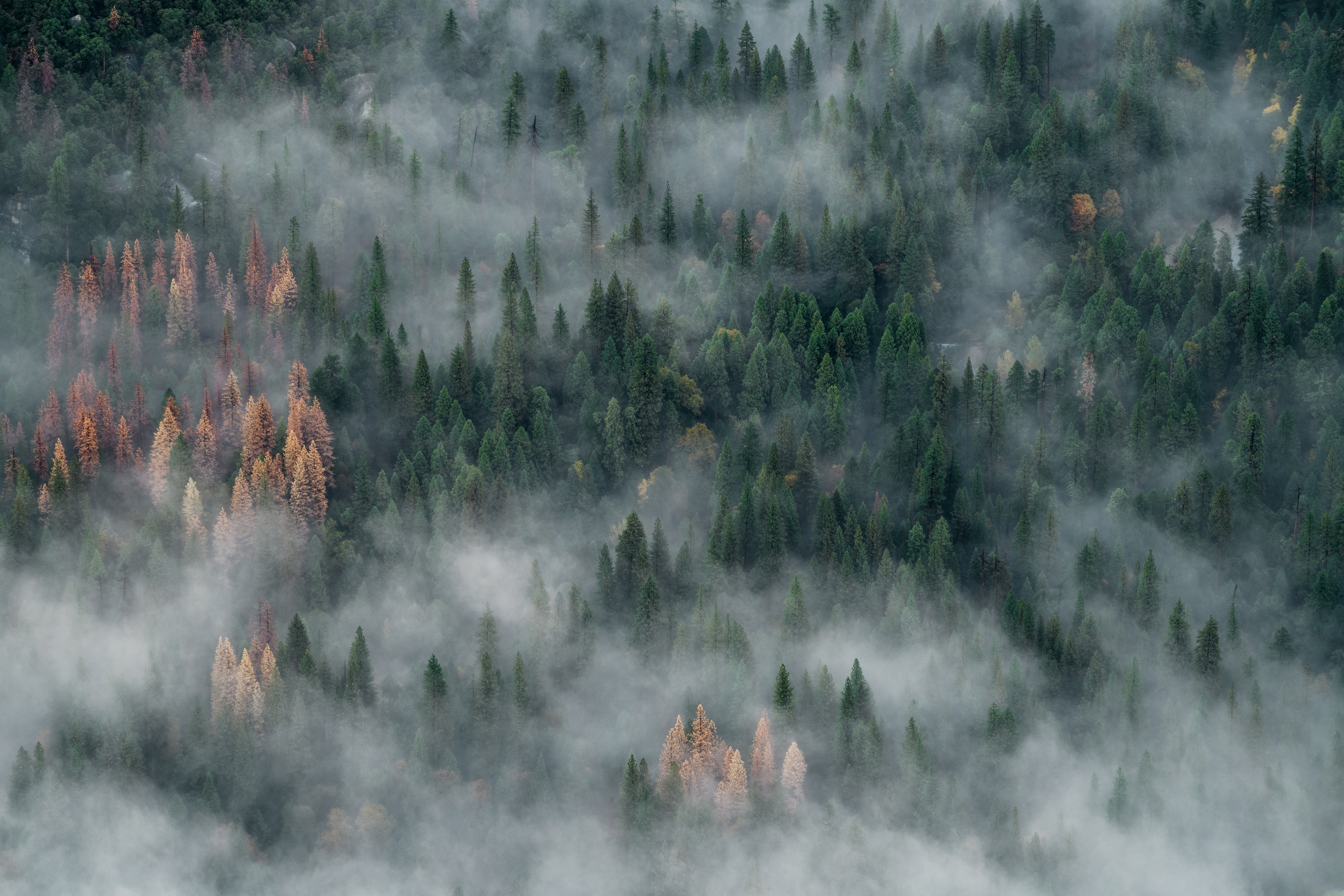 a drone shot of a coniferous forest shrouded in mist in yosemite valley, foggy yosemite valley floor 4k, HD Wallpaper