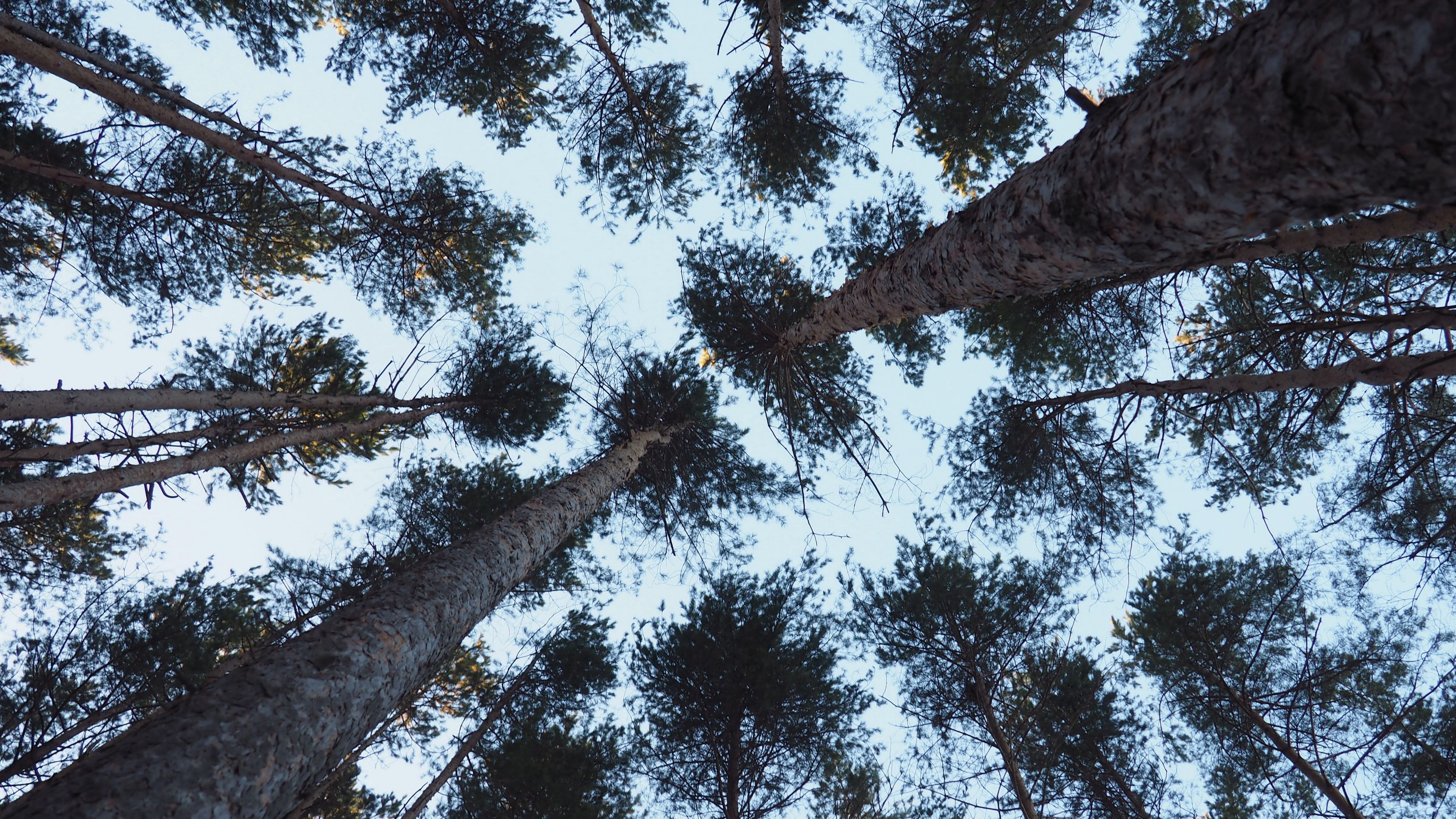 trees, bottom view, trunks, branches, 4k, HD Wallpaper