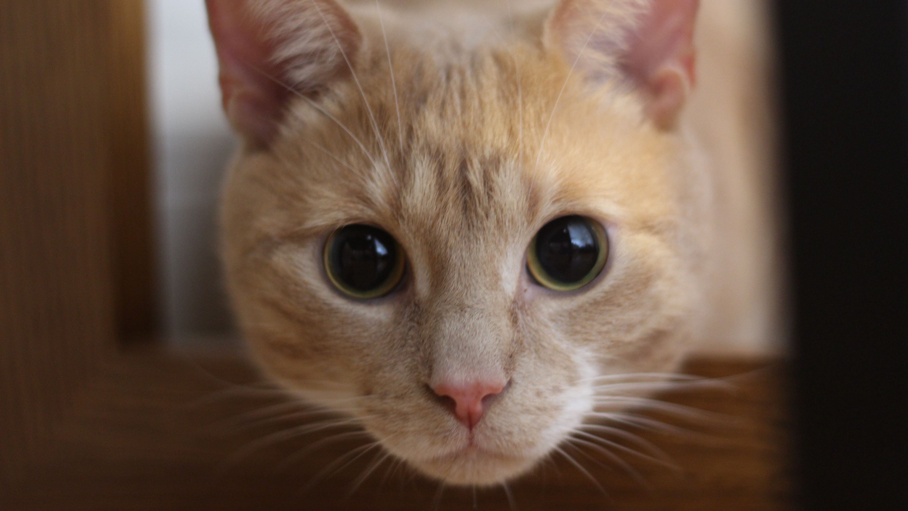 cat, muzzle, eyes, look, 4k, HD Wallpaper