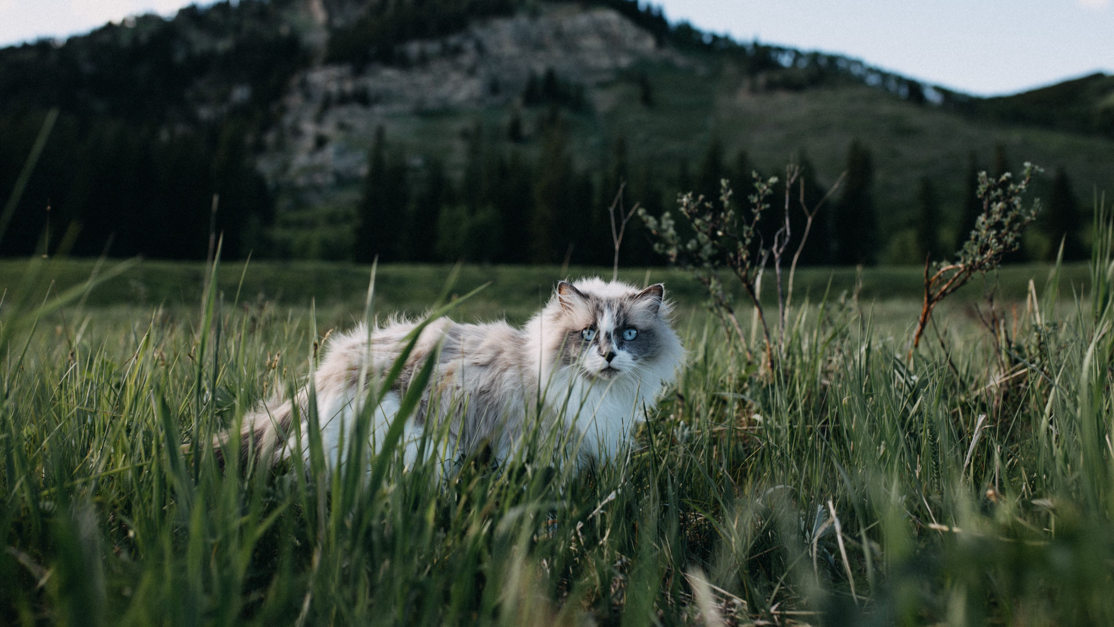 cat, furry, walk, grass, 4k, HD Wallpaper