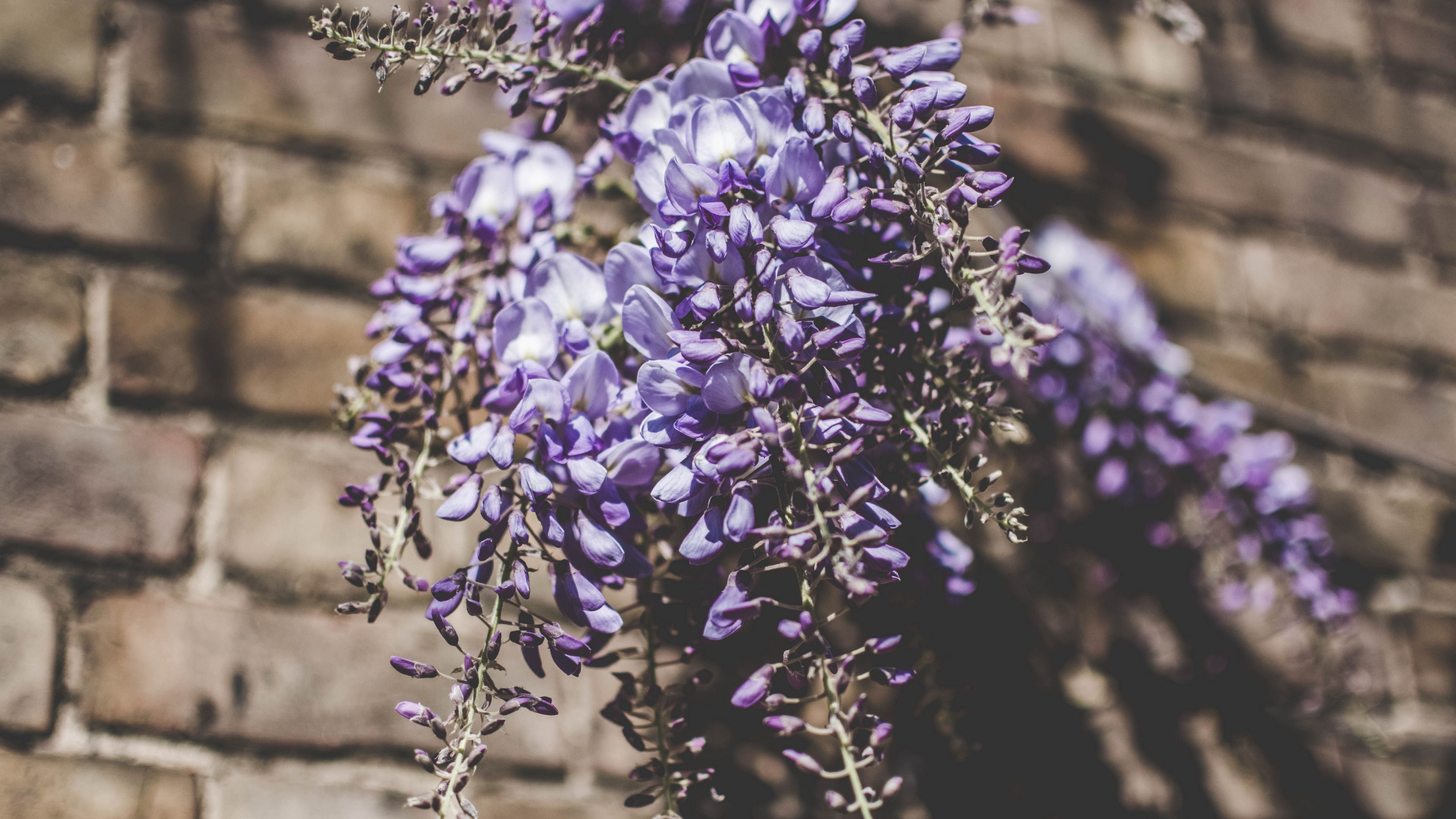 lupines, bouquet, light, 4k, HD Wallpaper