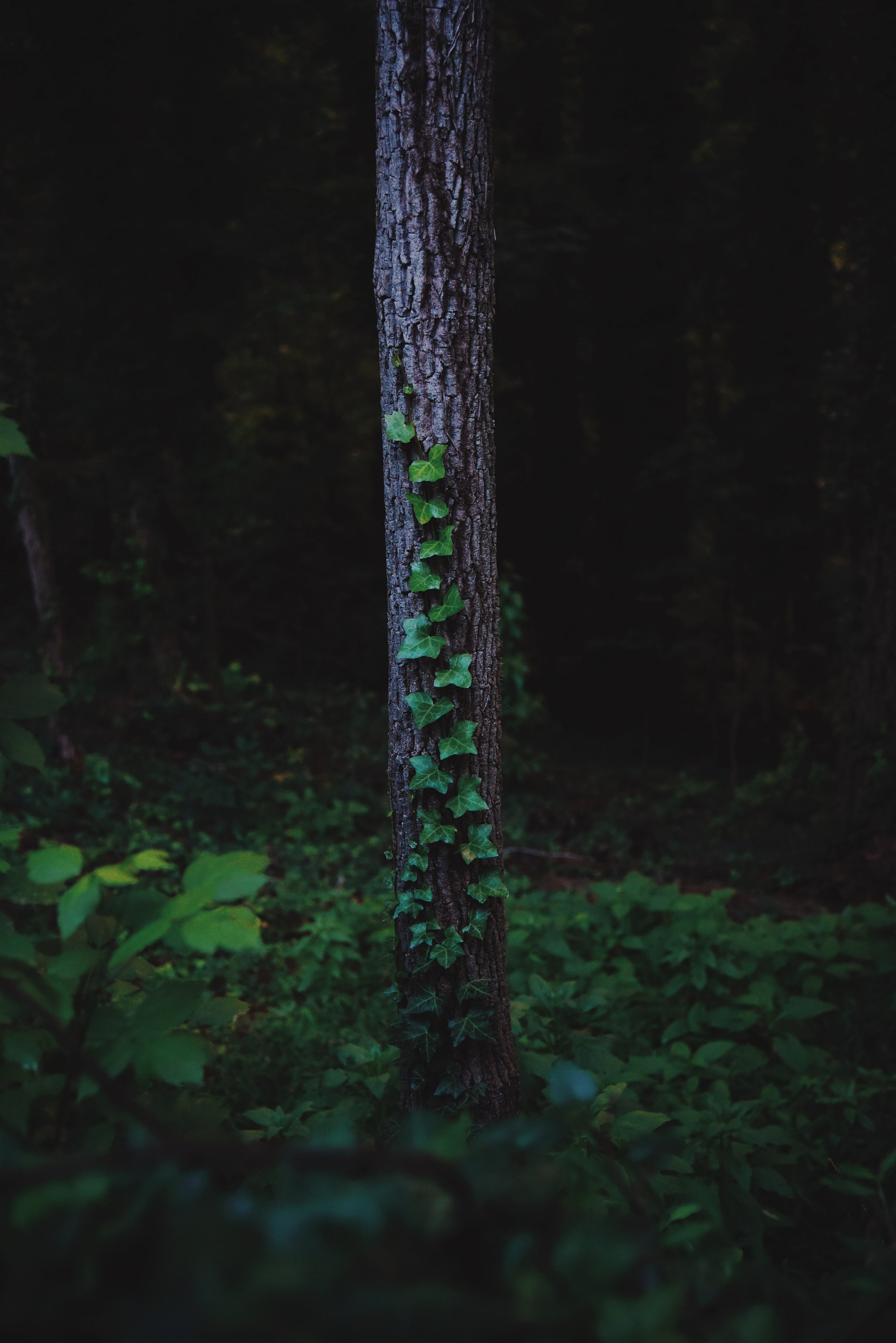 vine growing on the trunk of a tree in a forest, oasis 4k, Phone HD Wallpaper