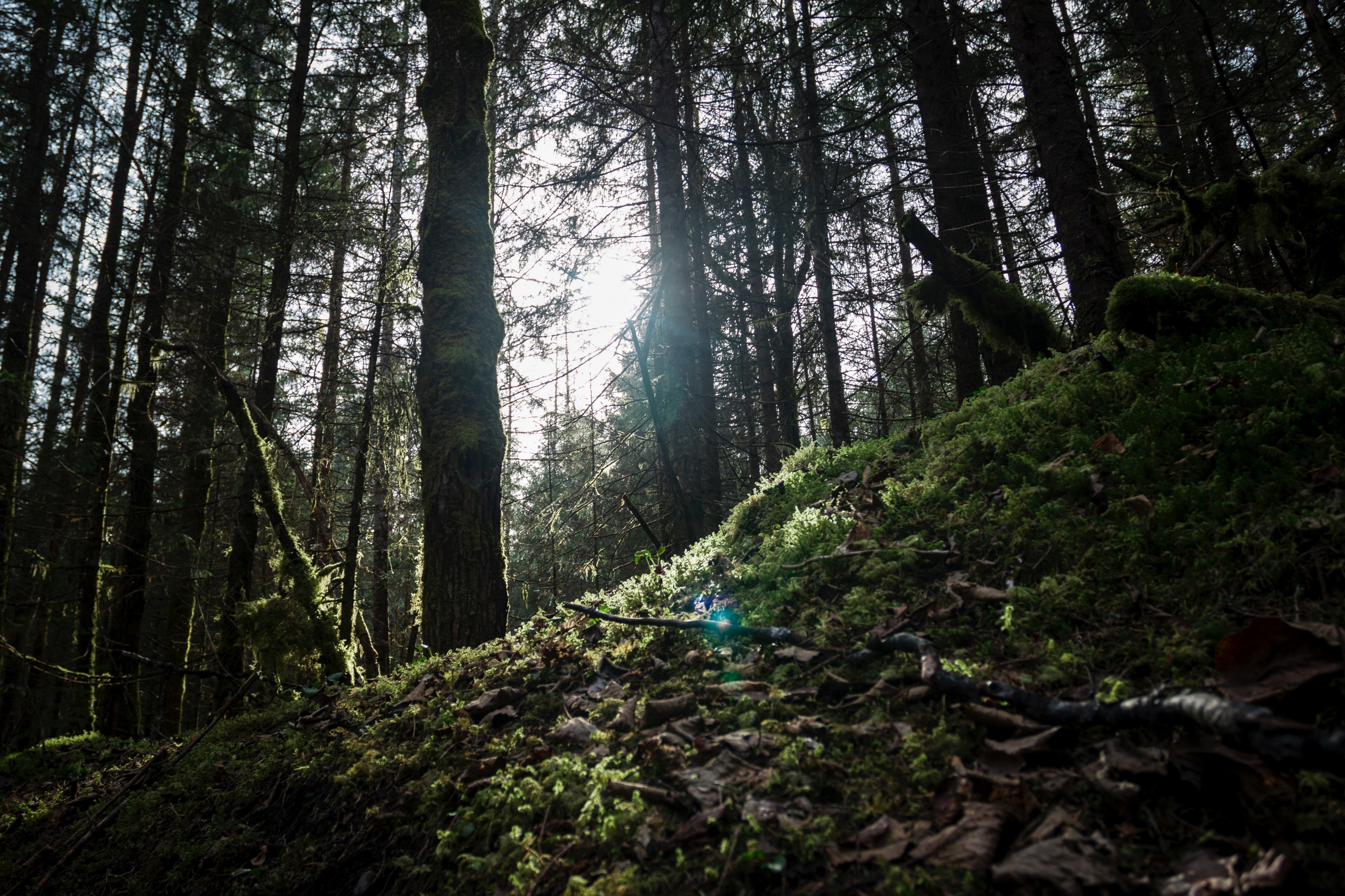 tree moss forest and wood 4k, HD Wallpaper