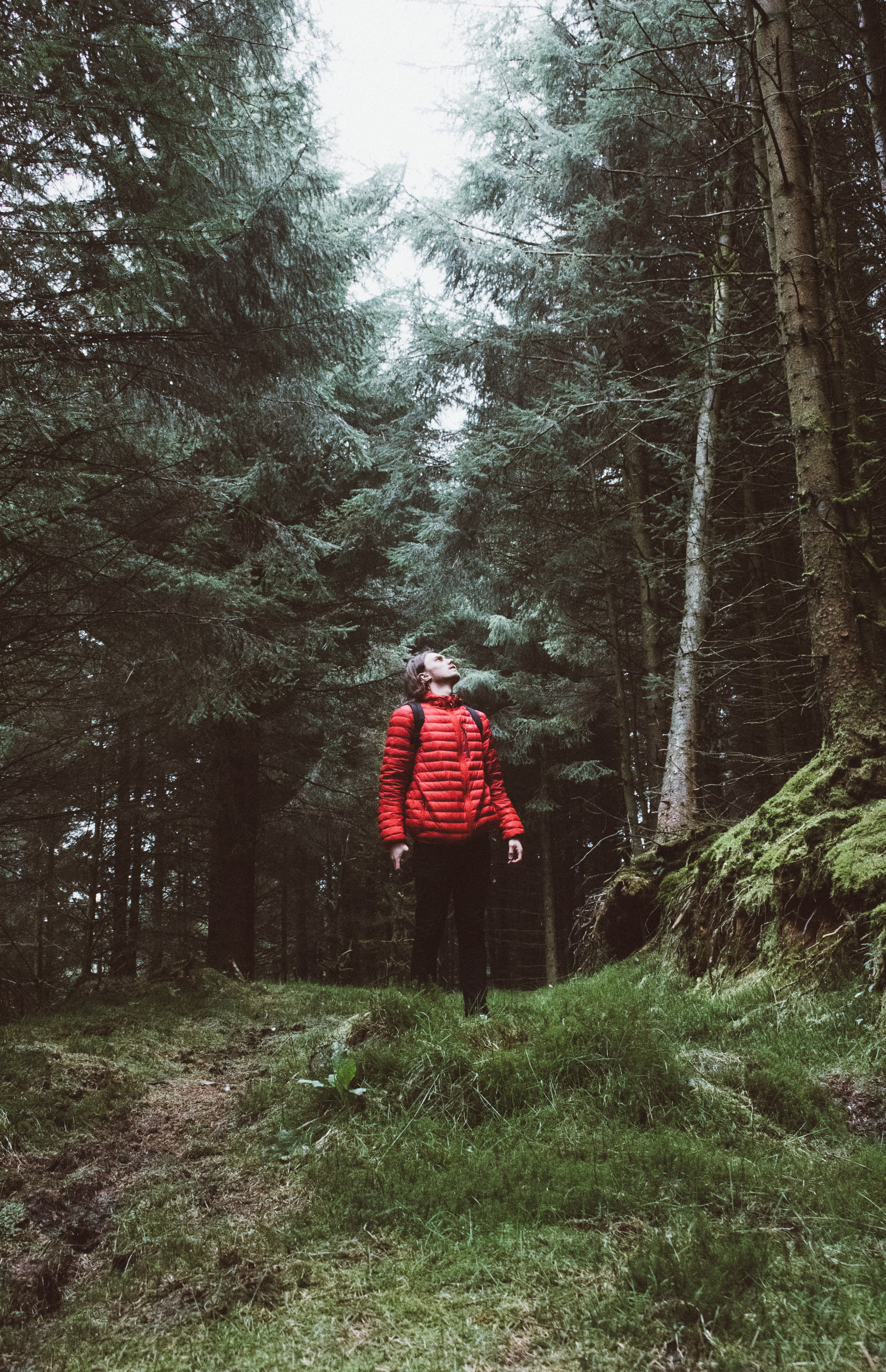 looking up forest wilderness and man hd, 4k, Phone HD Wallpaper