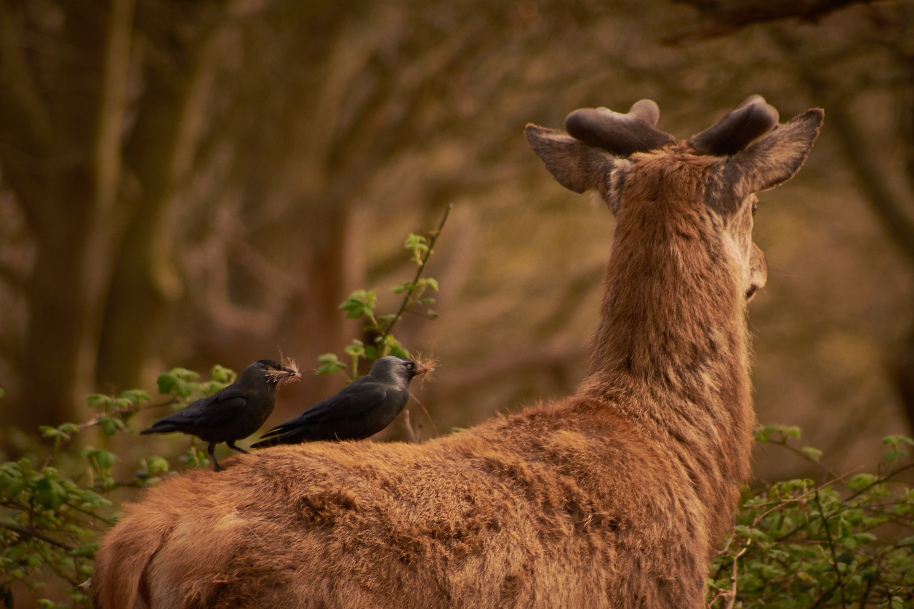 deer buffet 4k, HD Wallpaper