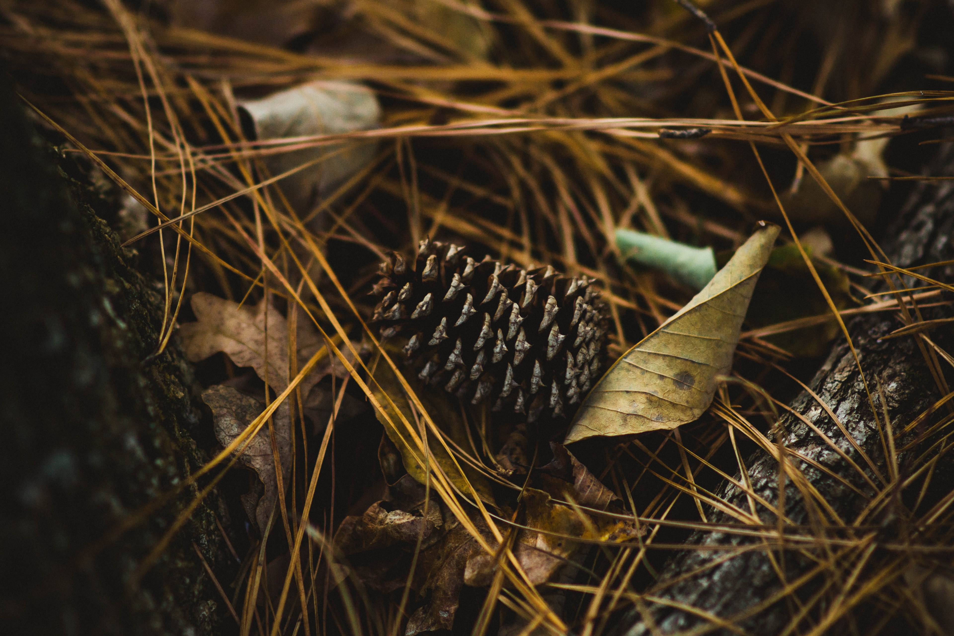 pine cone leaves pine needle and ground 4k, HD Wallpaper
