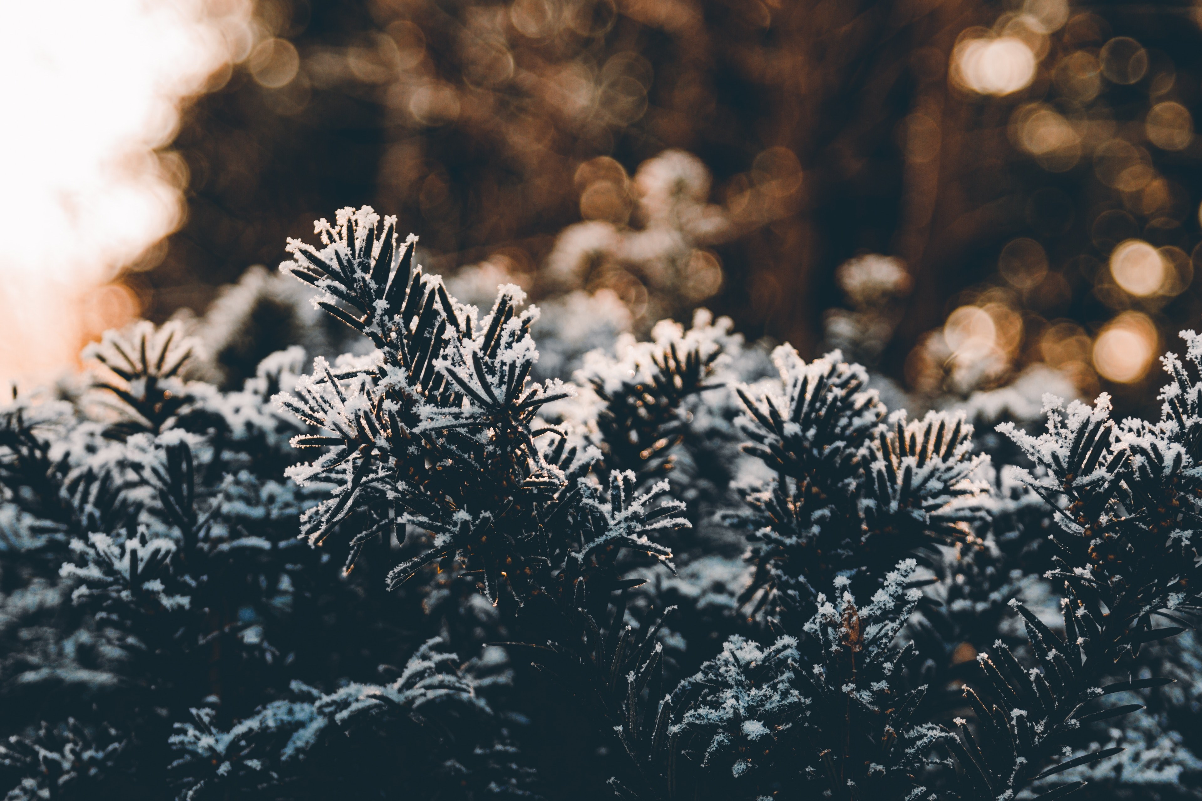 hedge bush tree and frost 4k, HD Wallpaper