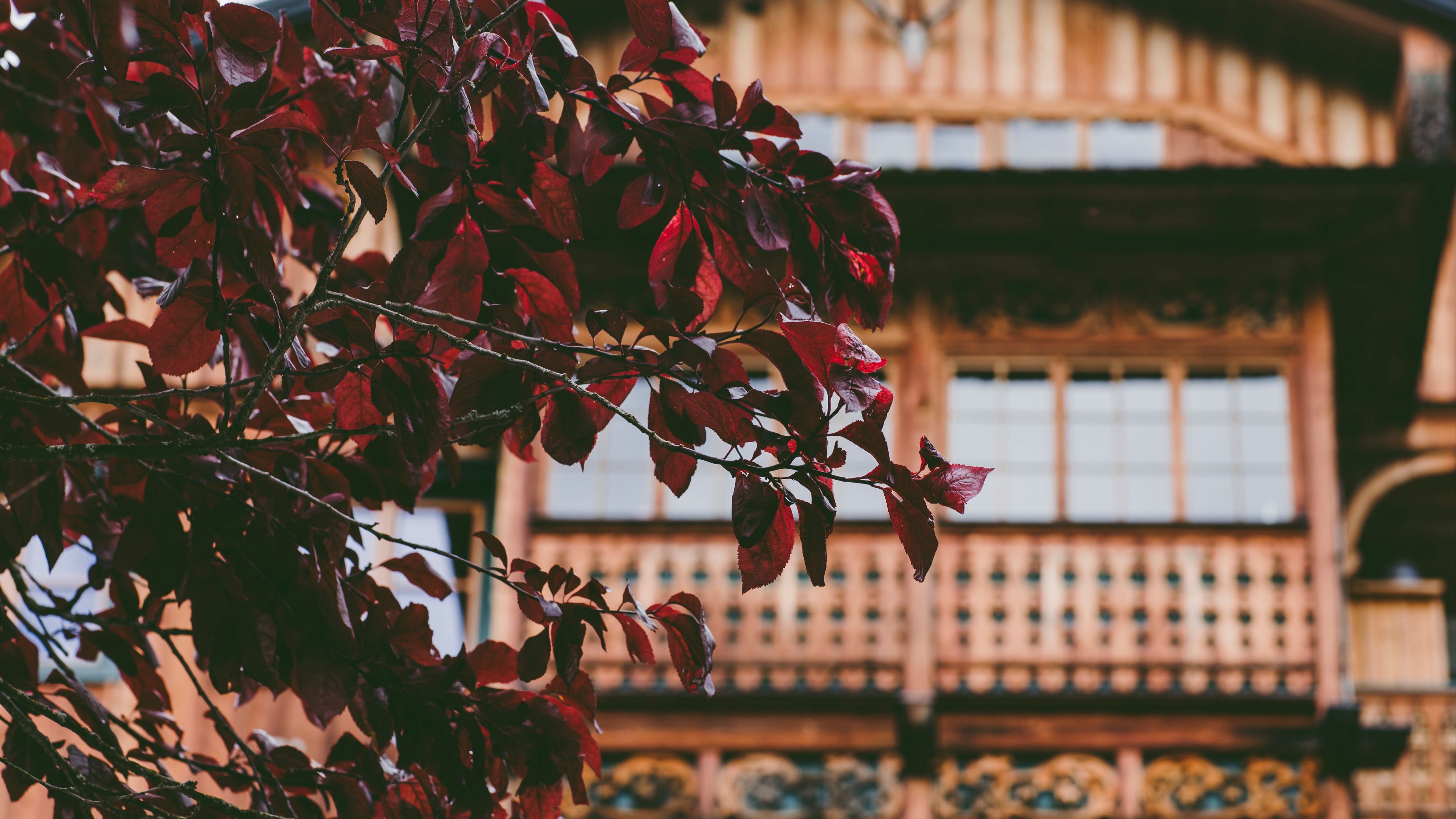 tree, house, leaves, 4k, HD Wallpaper