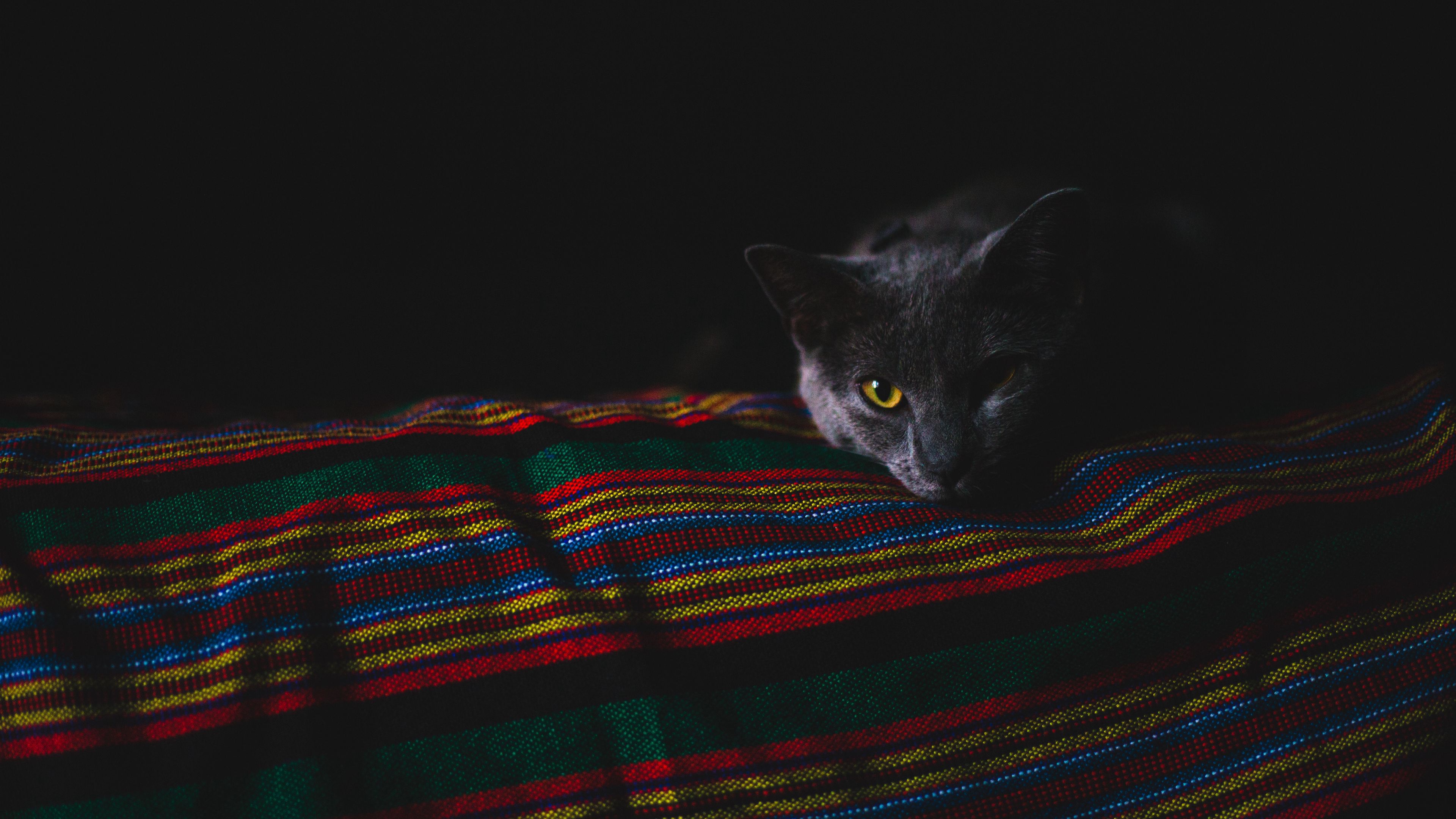 cat, gray, muzzle, dark, 4k, HD Wallpaper