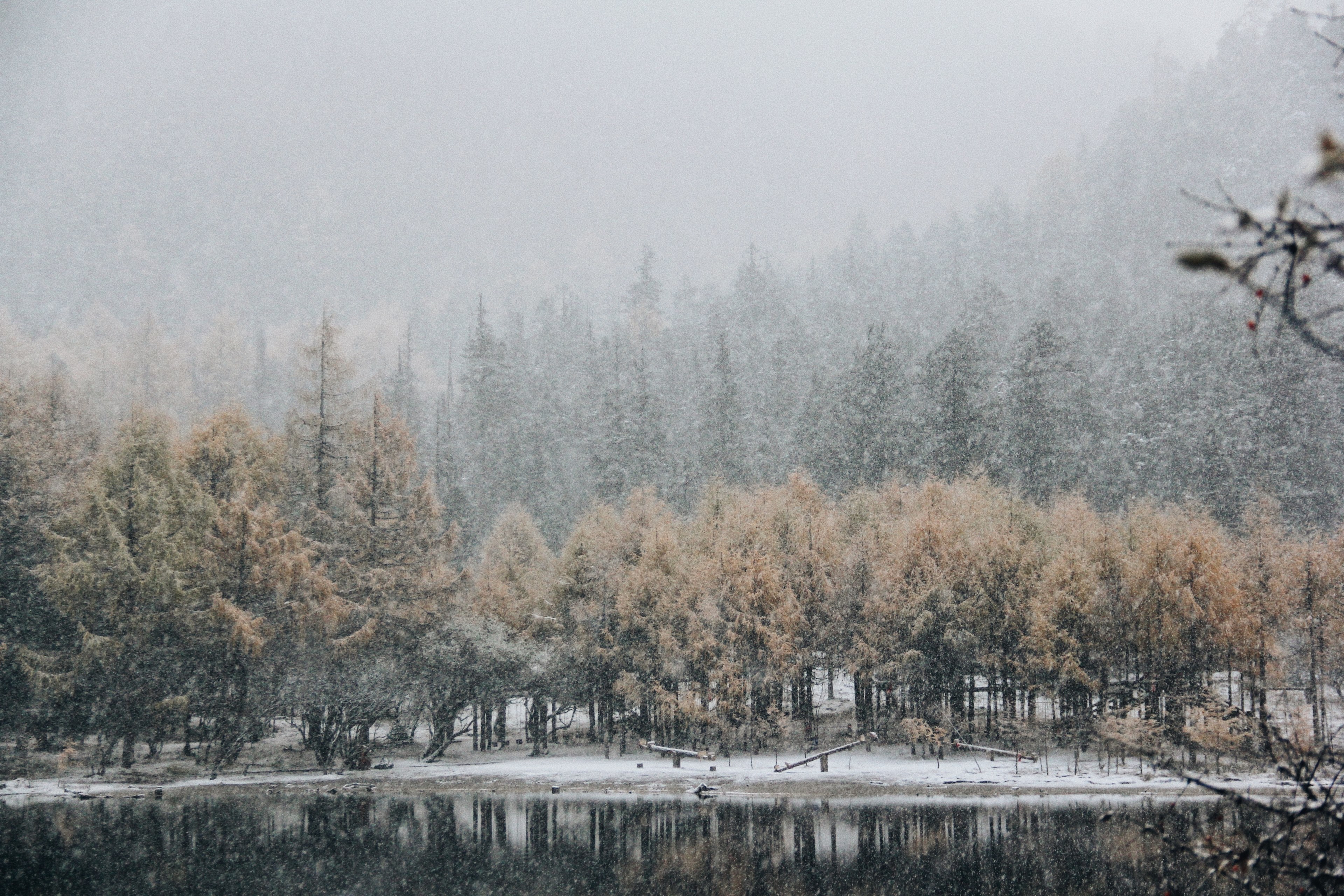 tree woodland forest and snow 4k, HD Wallpaper