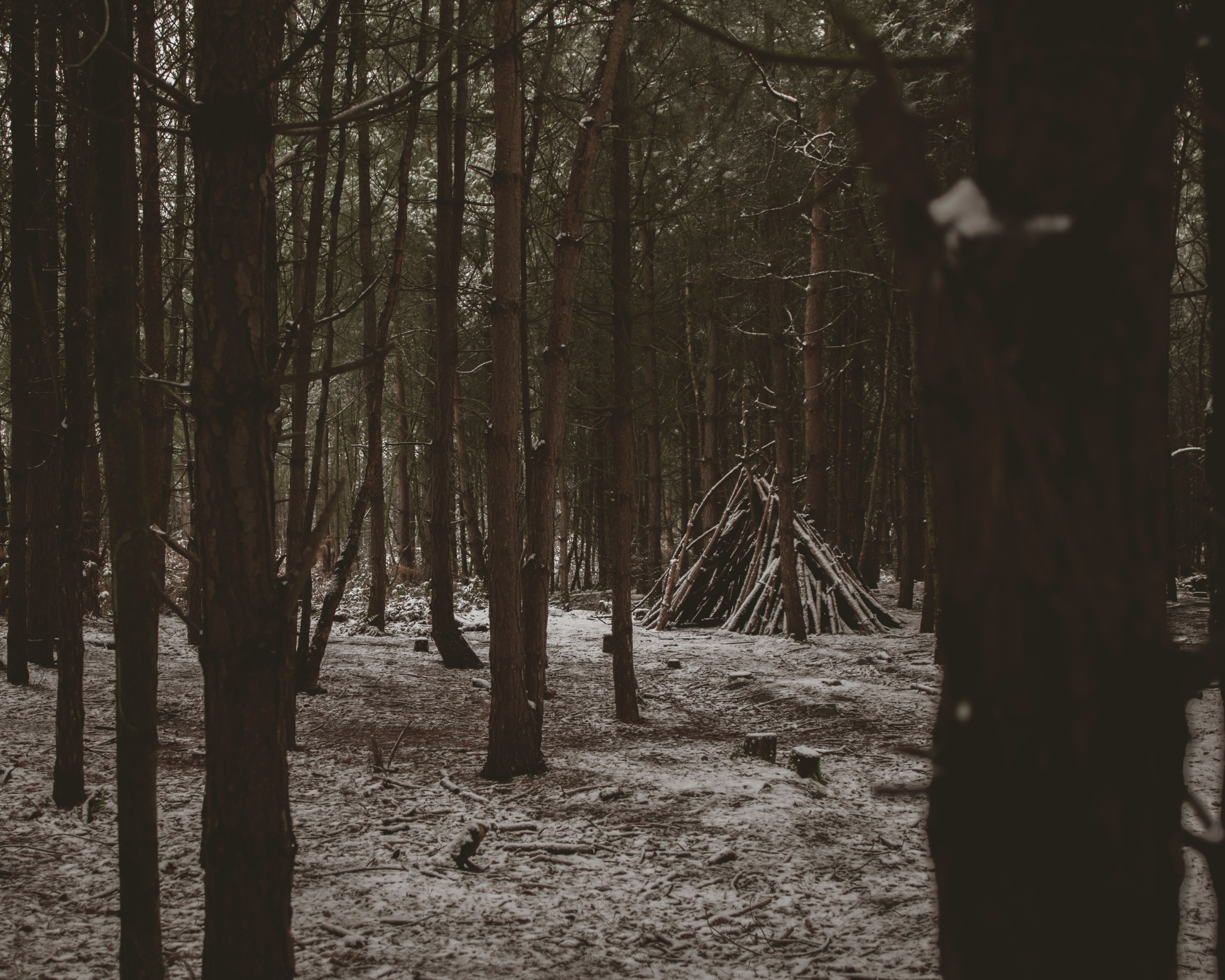 tree woodland forest and snow 4k, HD Wallpaper