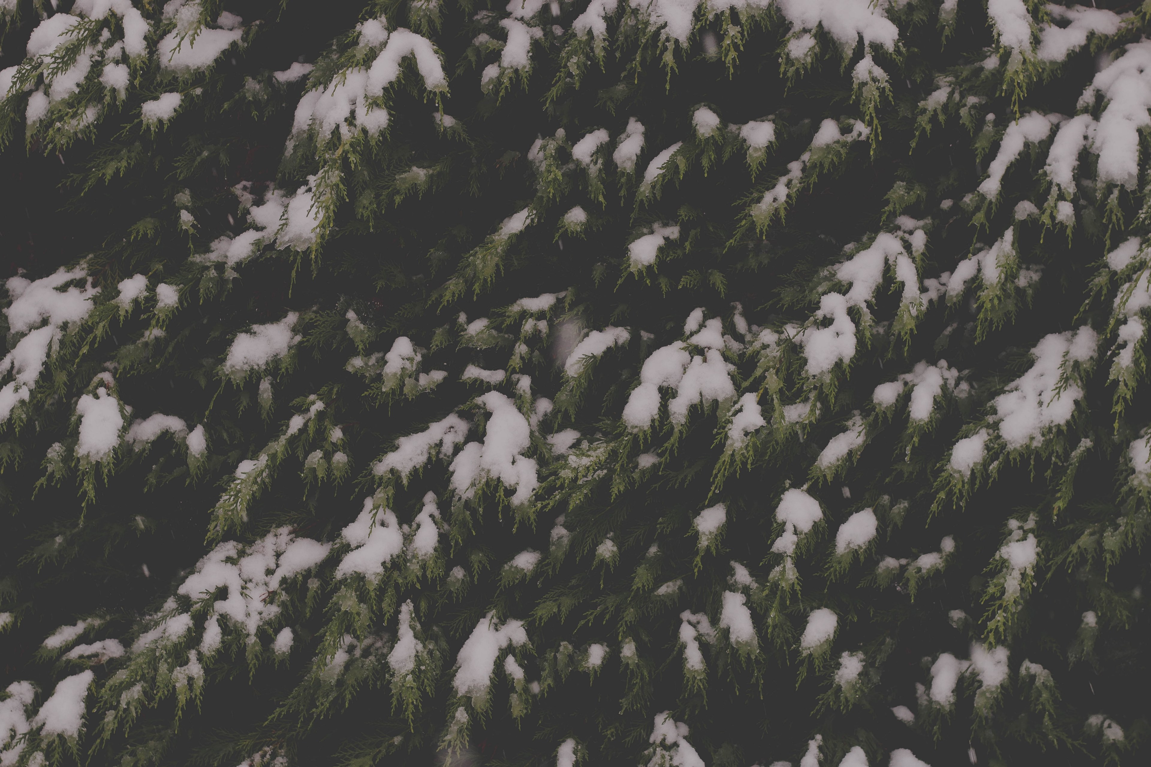 tree snow woodland and forest 4k, HD Wallpaper
