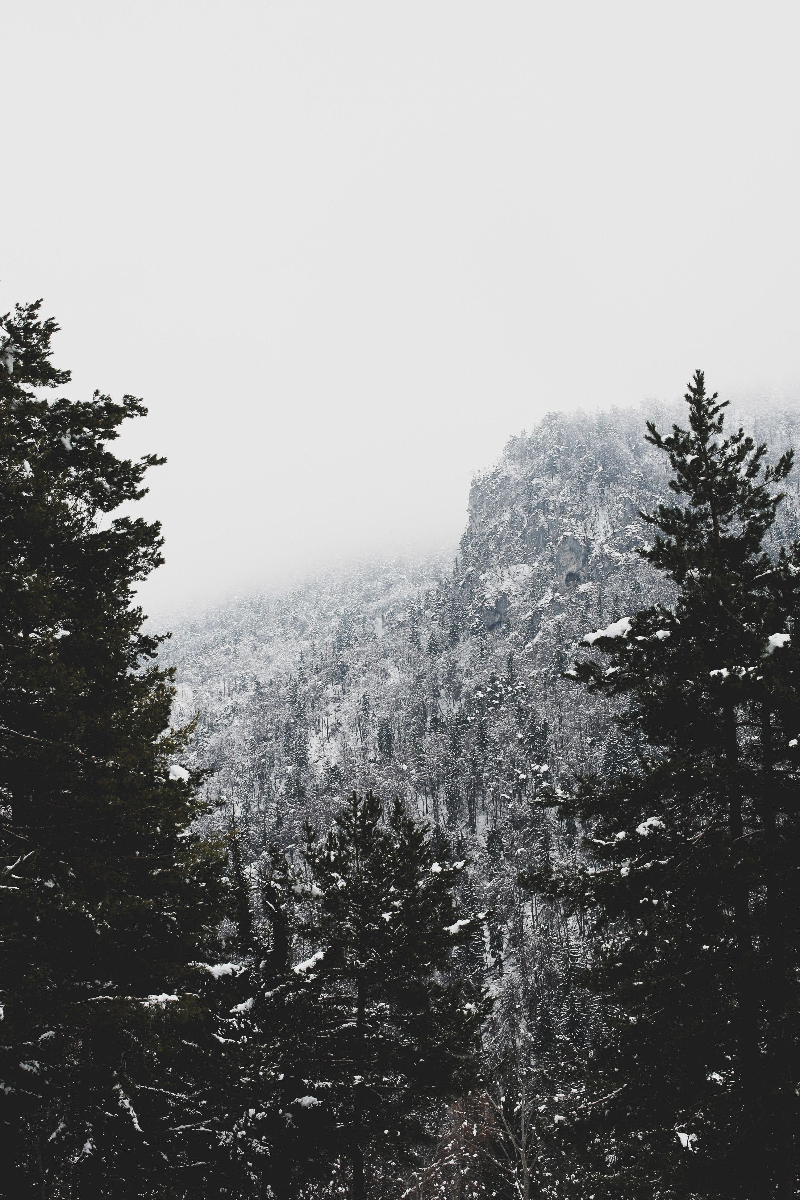 mountain snow snowing and tree hd, 4k, Phone HD Wallpaper