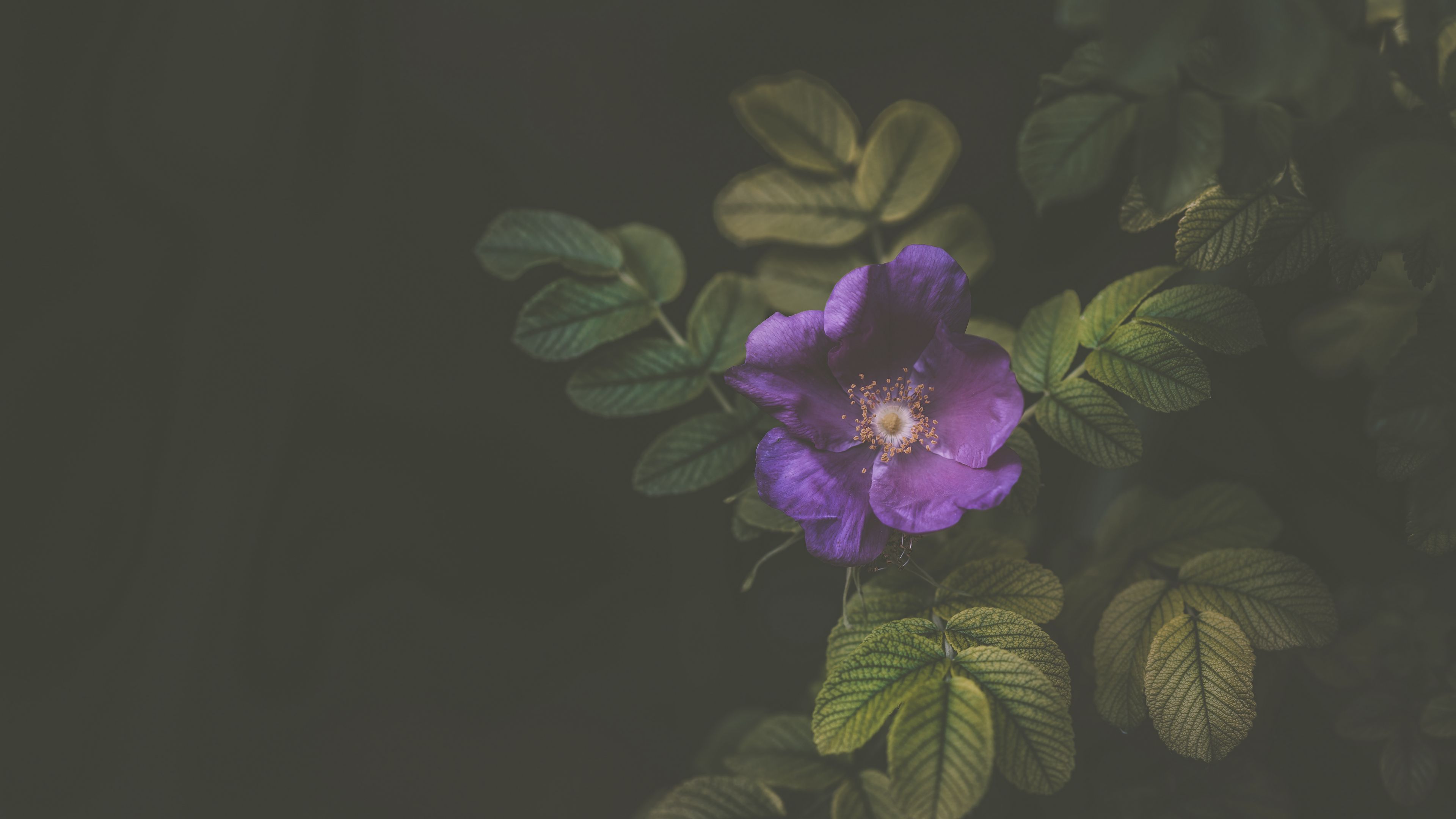 flower, bush, violet, 4k, HD Wallpaper
