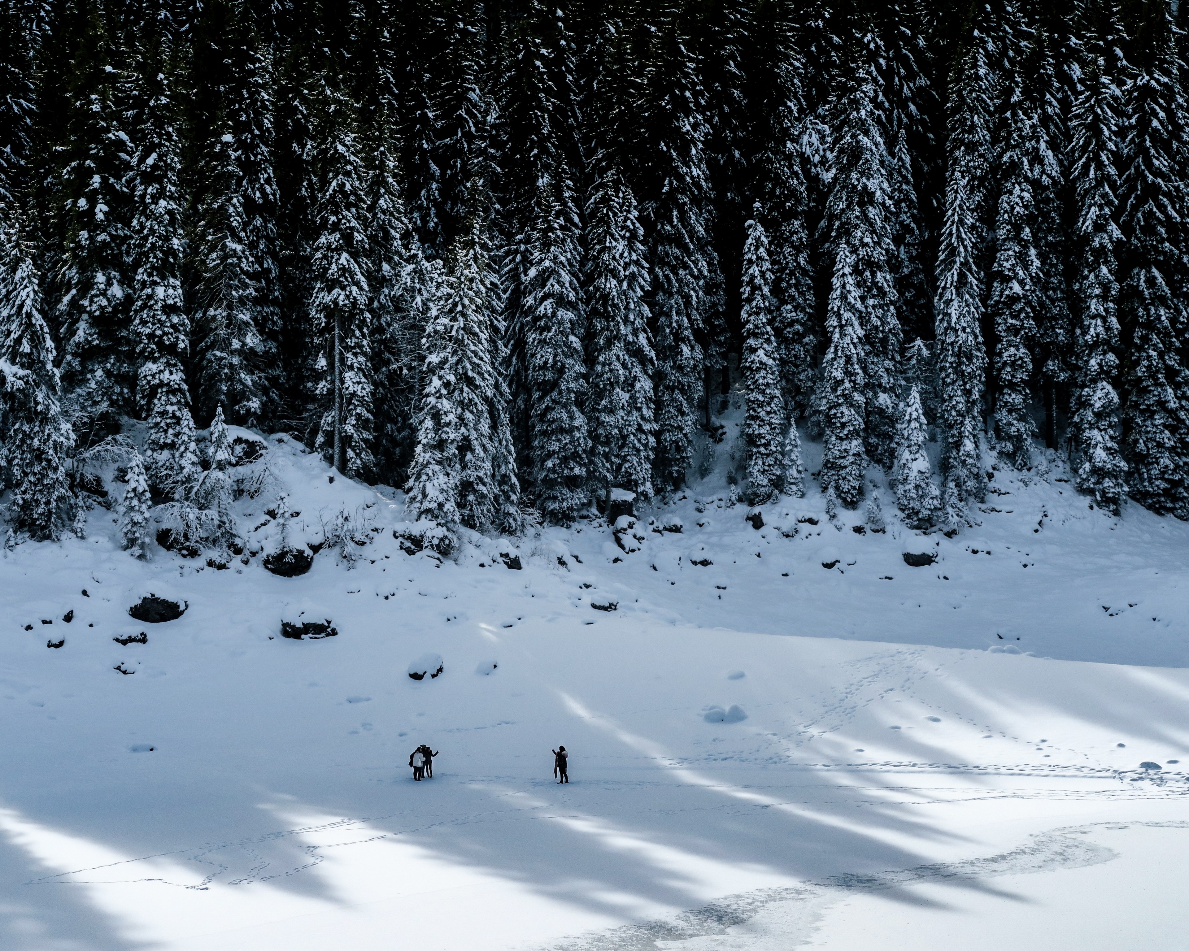 mountain snow tree and woodland 4k, HD Wallpaper