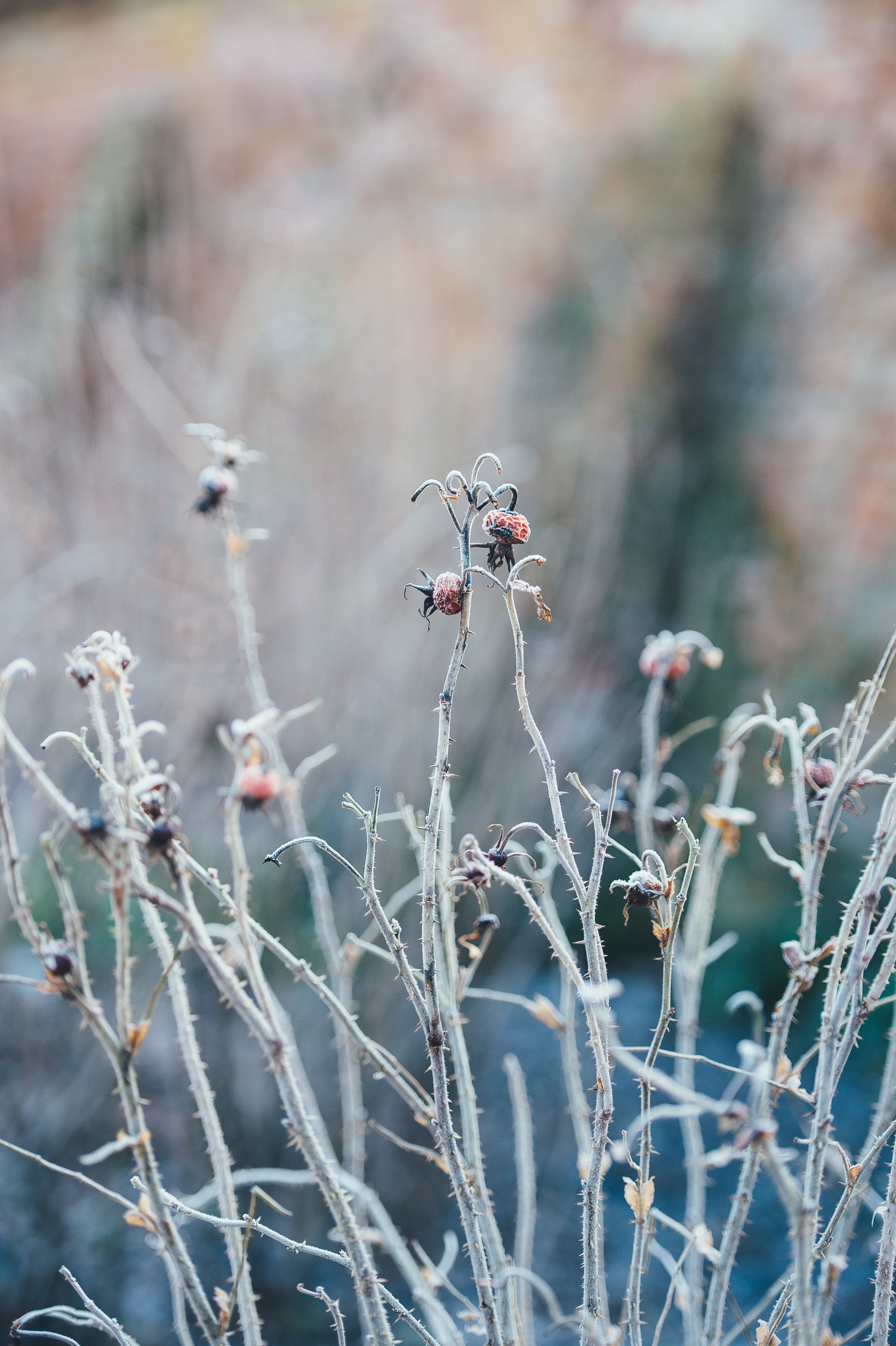frosted 4k, Phone HD Wallpaper