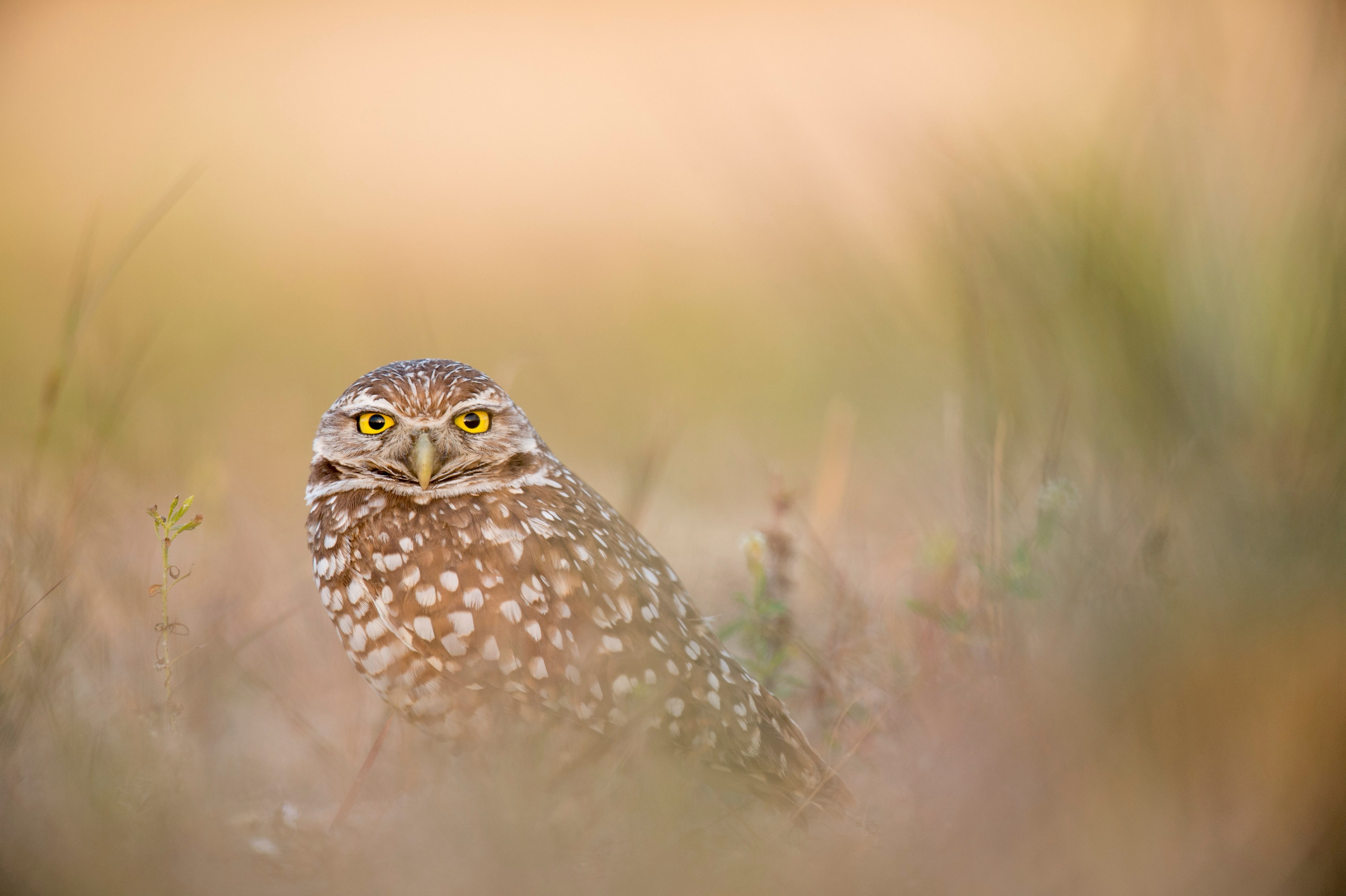 owl bird beak and brown 4k, HD Wallpaper