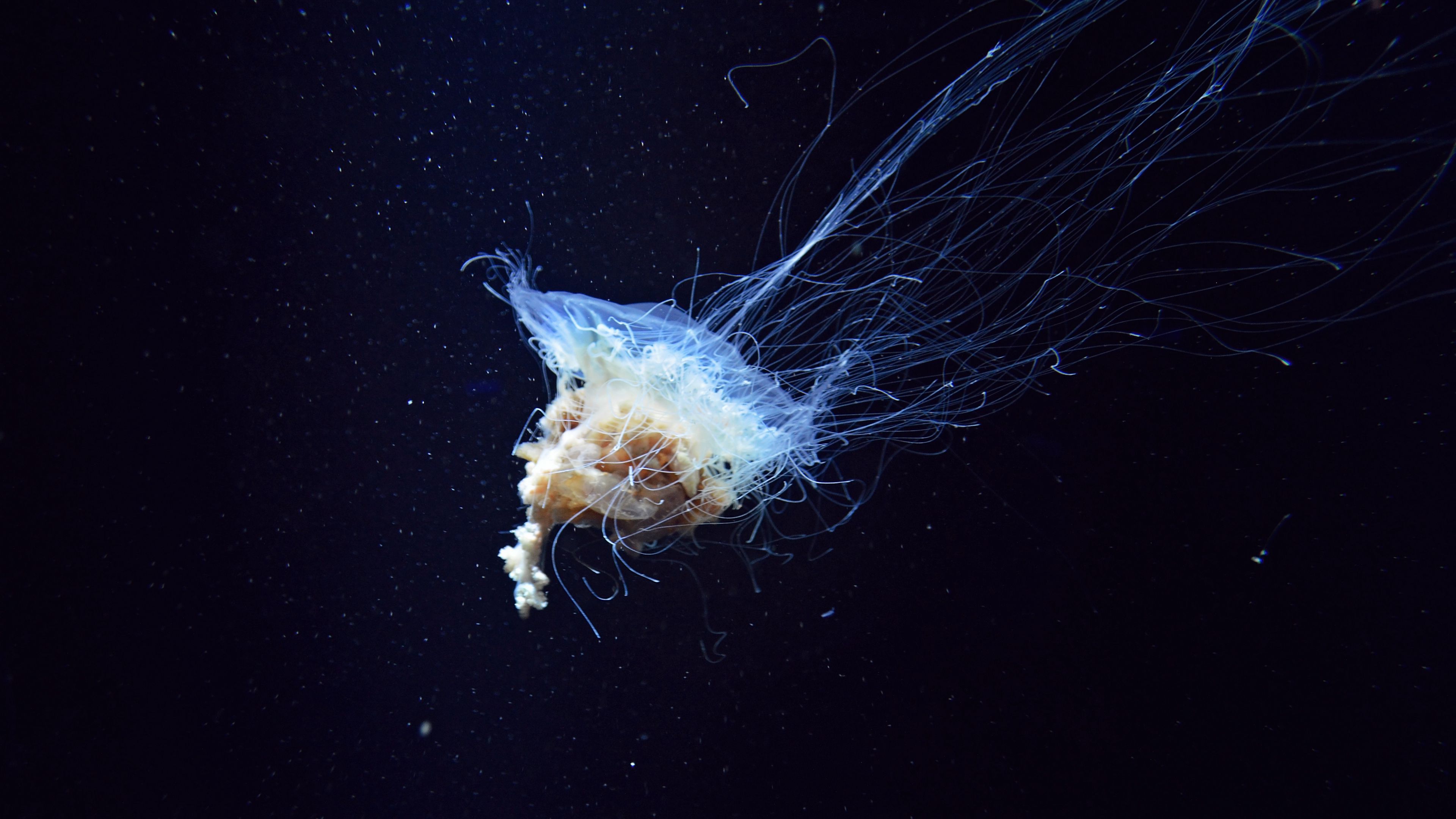 jellyfish, tentacles, underwater world, 4k, HD Wallpaper
