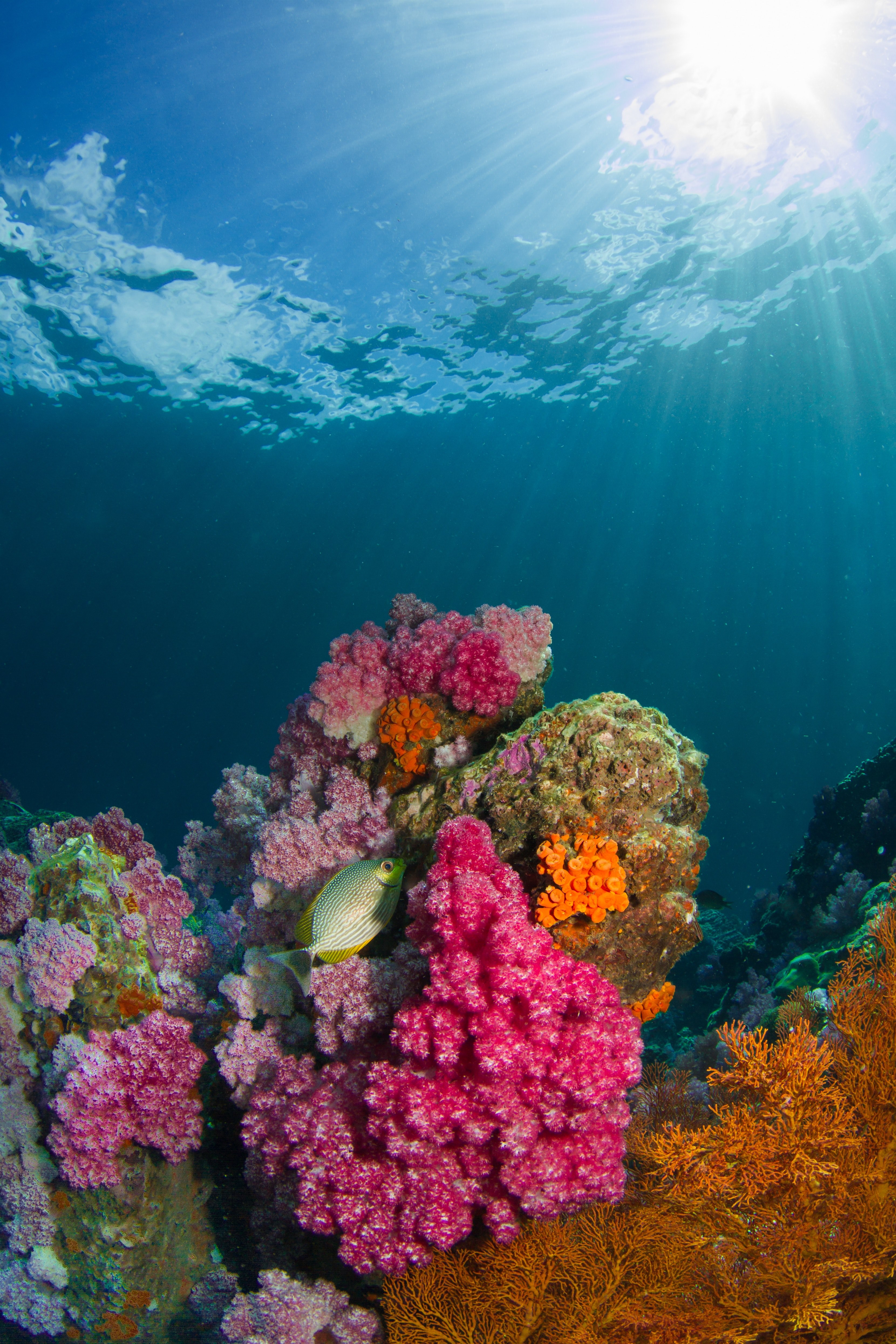 colors of the corals 4k, Phone HD Wallpaper