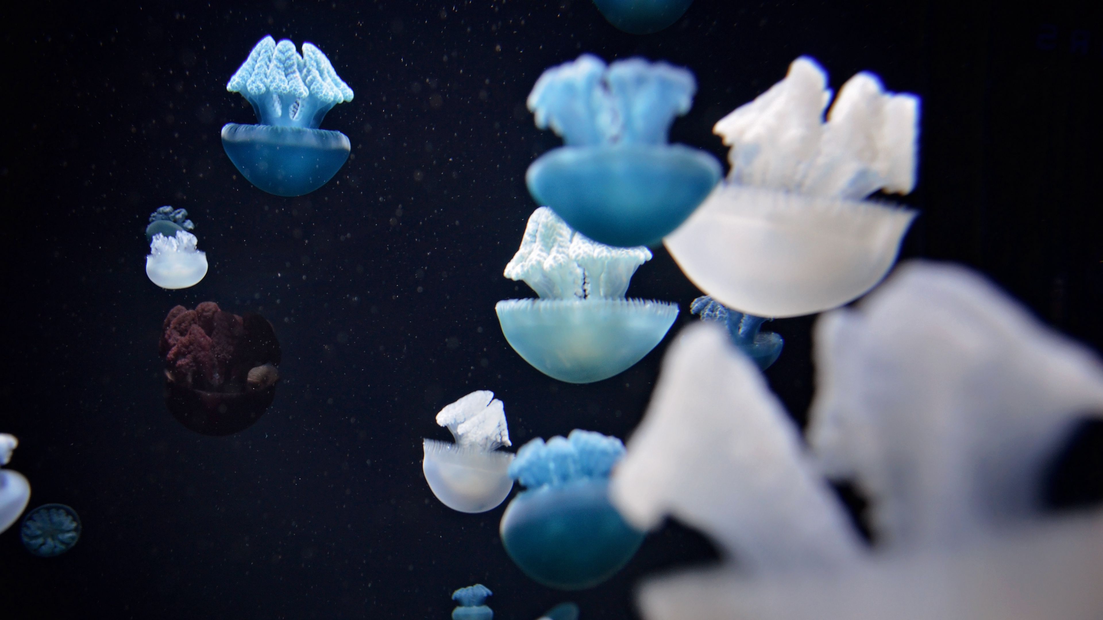 jellyfish, underwater world, tentacles, macro, 4k, HD Wallpaper